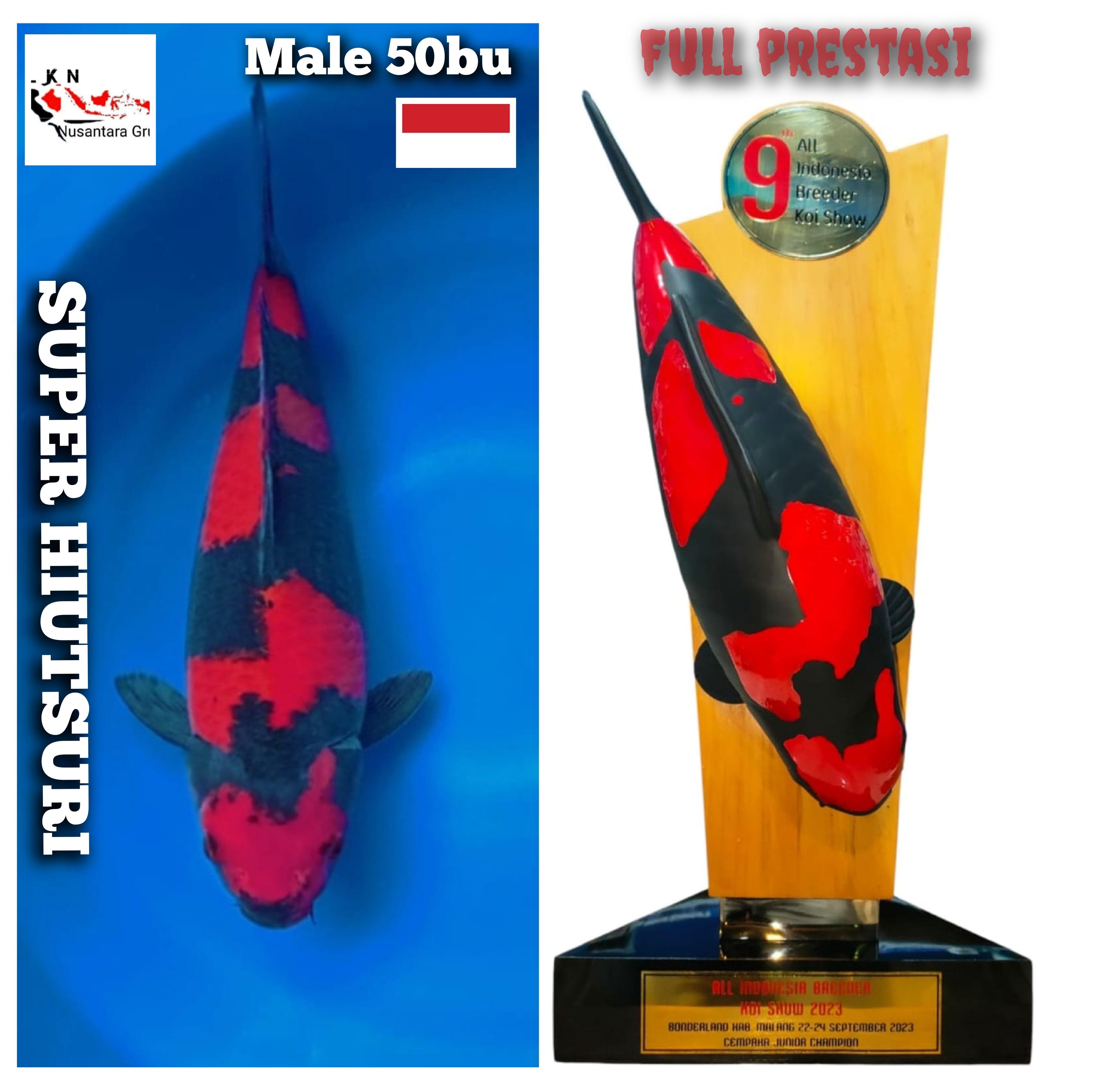 SUPER HIUTSURI MALE BONUS 1ONE SPECIAL TROPY READY SHOW SEGALA MEDAN 15 KALI PRESTASI LOKASI MADIUN 50BU48cm