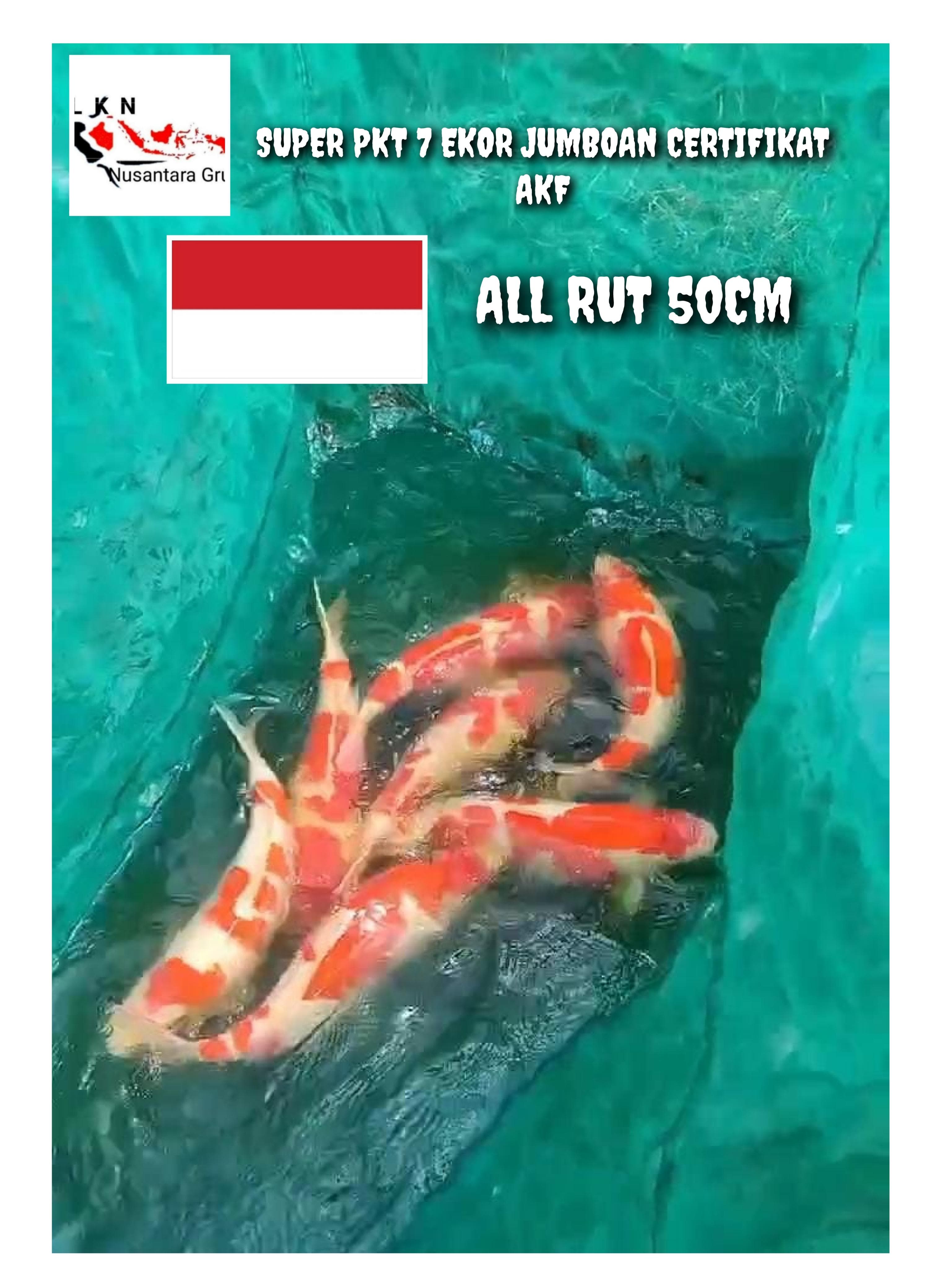 SUPER PAKET JUMBOAN 7 EKOR CERTIFIKAT AKF ISTIMEWA LOKASI MADIUN ALL RUT 50cm