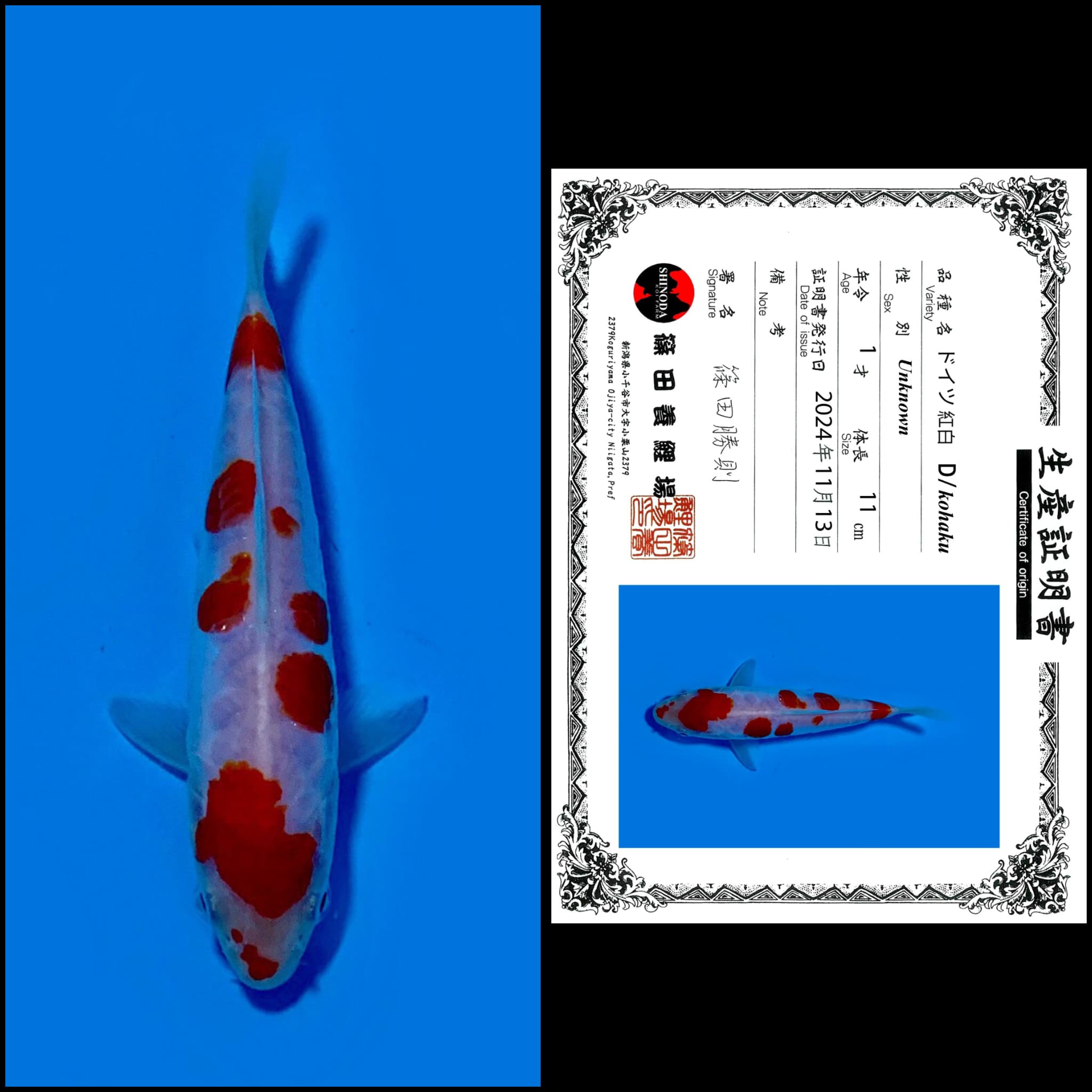 KOHAKU IMPORT SHINODA UNCHEK 11cm