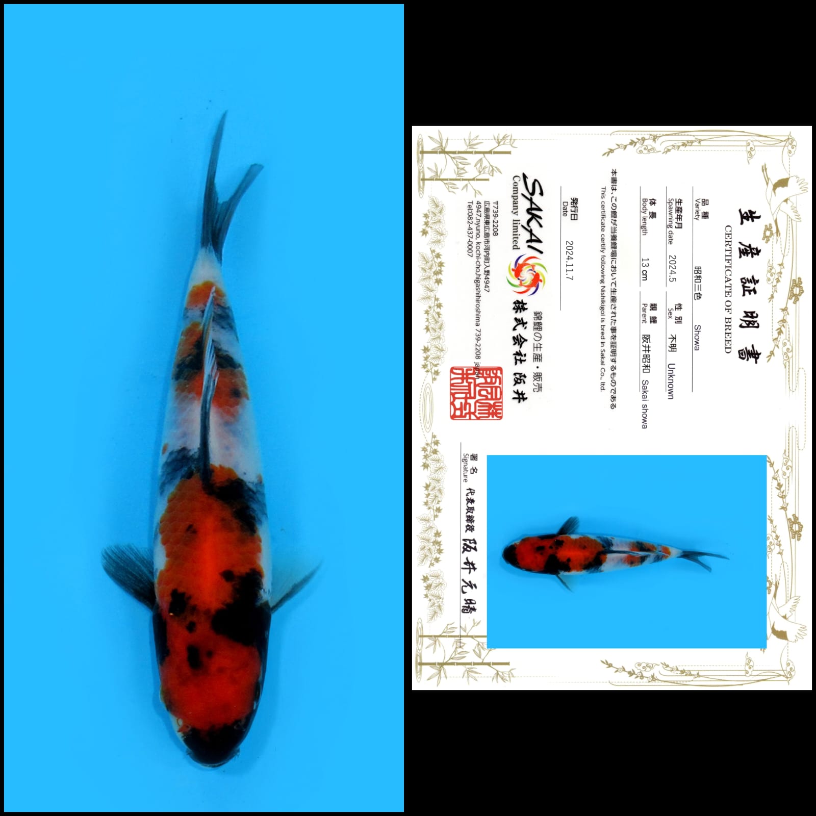 SHOWA IMPORT SAKAI UNCHEK 13cm