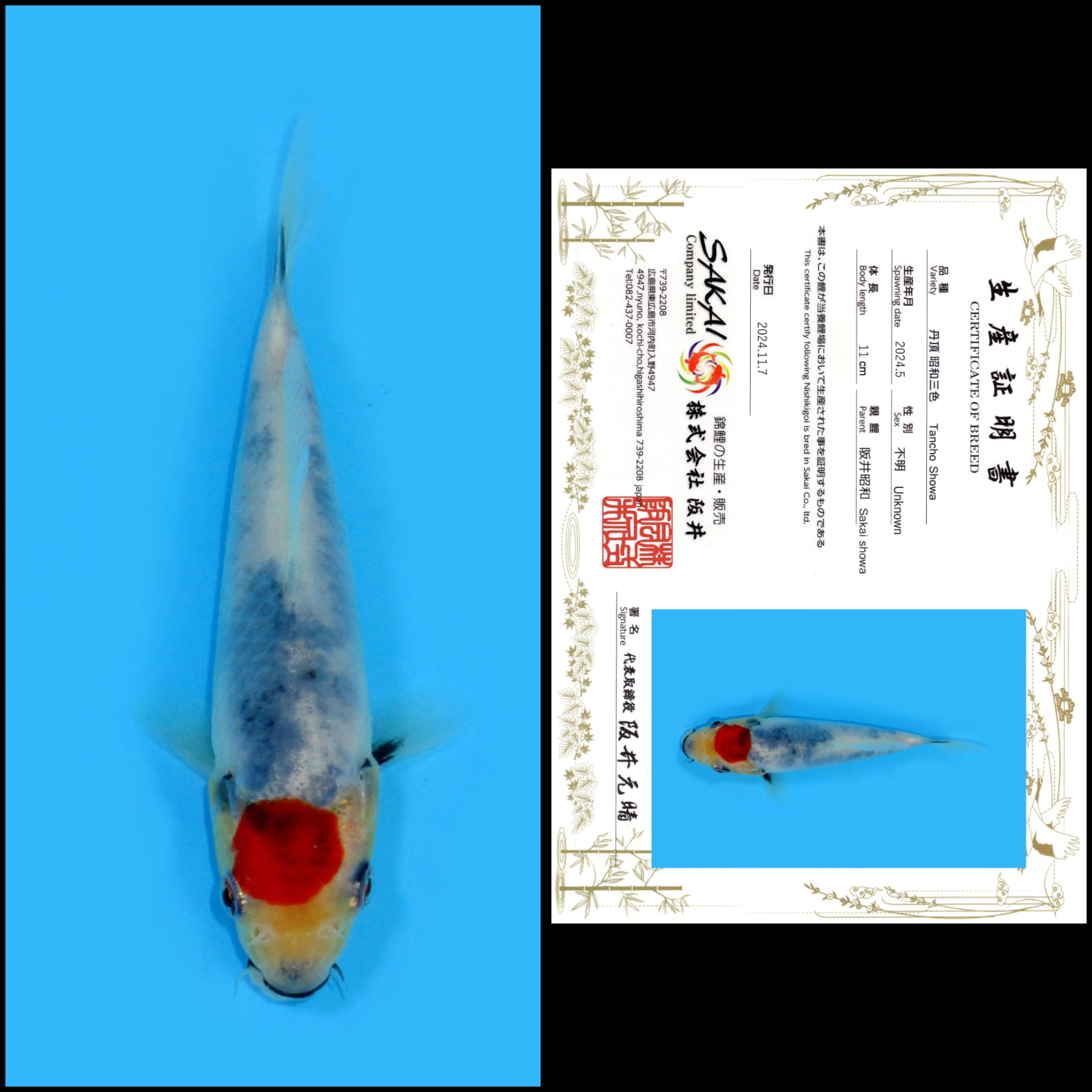 TANCHO SHOWA IMPORT SAKAI UNCHEK 11cm