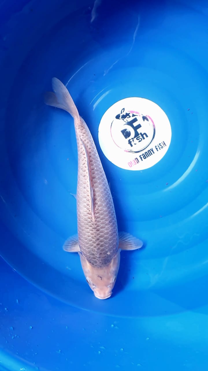 SORAMEL TINGGAL PUSH PAKAN 44cm