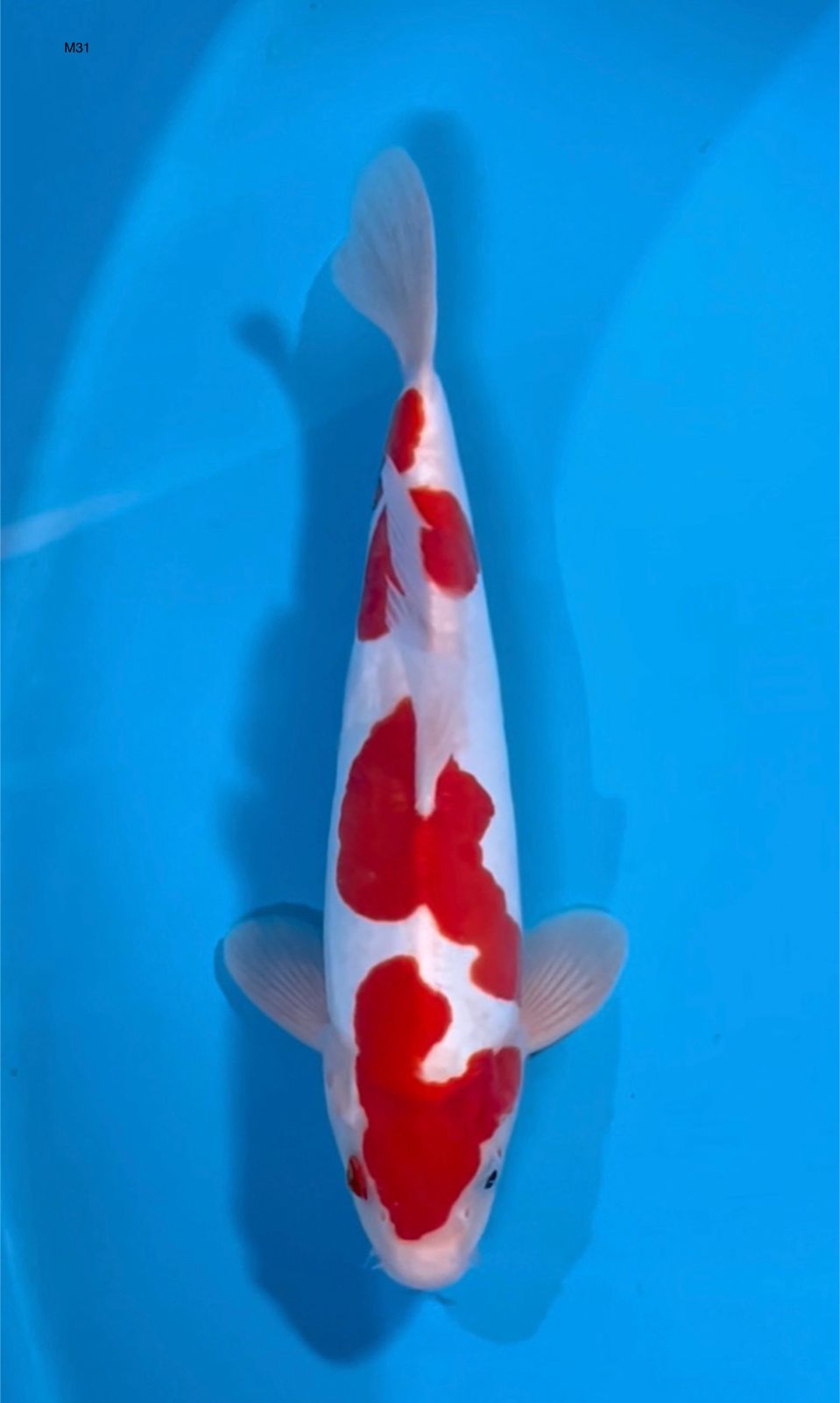 KOHAKU4 STEP DOITSU MURNI MALE 31cm