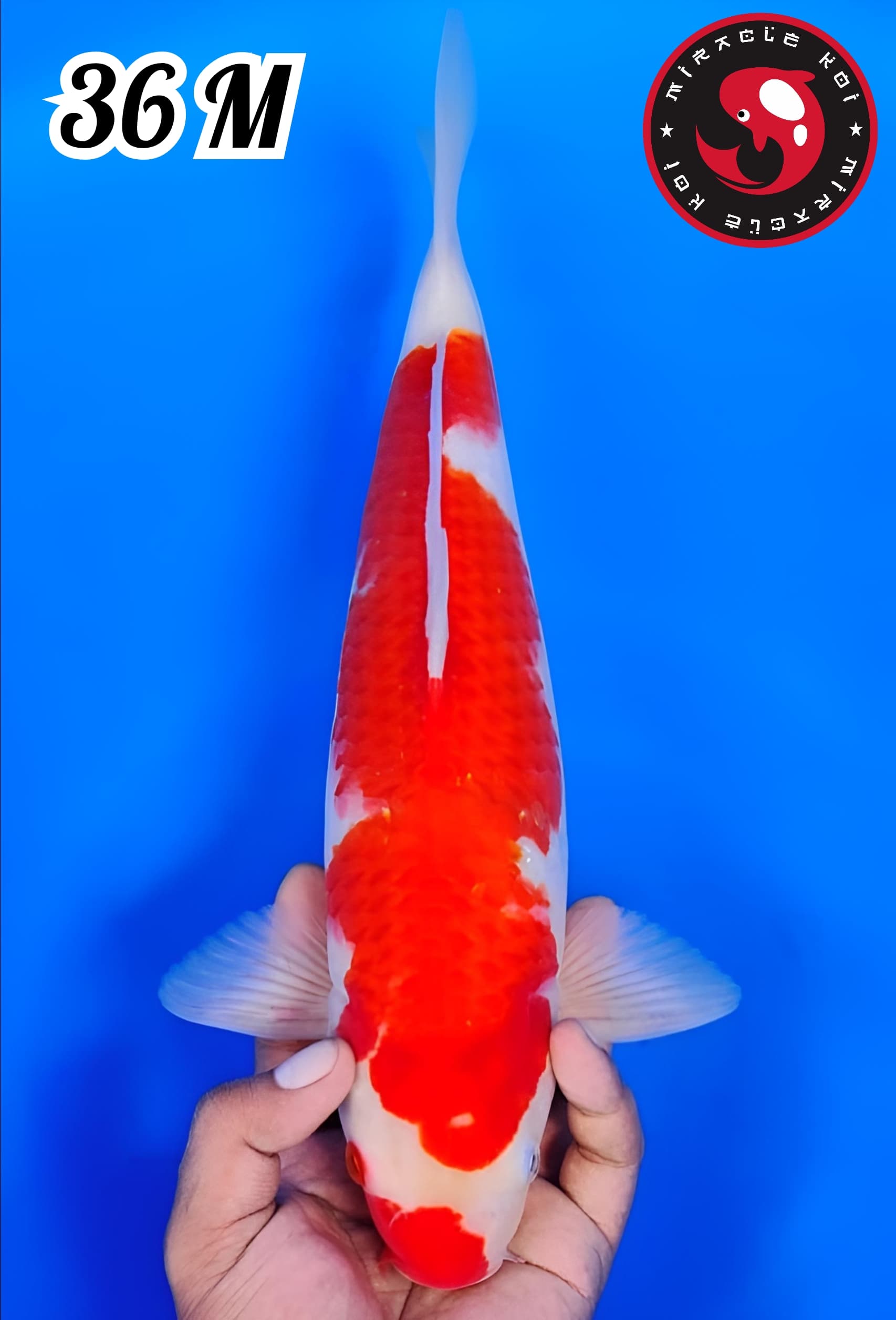 KUCIBENI KOHAKU ORIGINAL 36cm