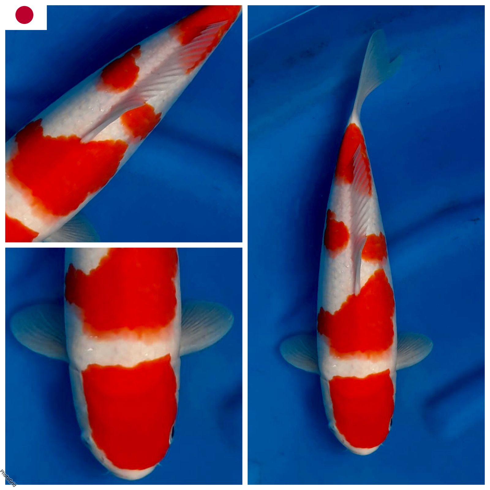 KOHAKU F1 SAKAI MALE 35cm