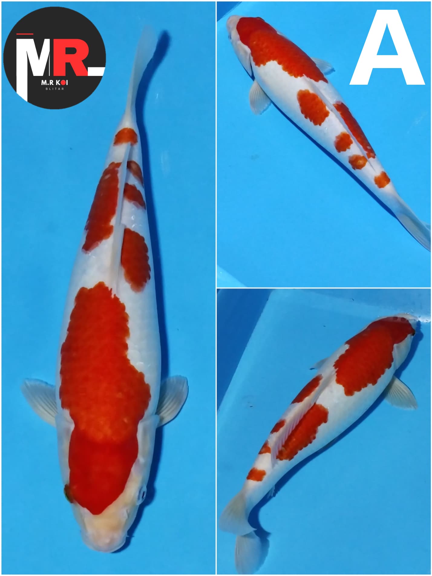 KOHAKU HIGHT QUALITY 40cm
