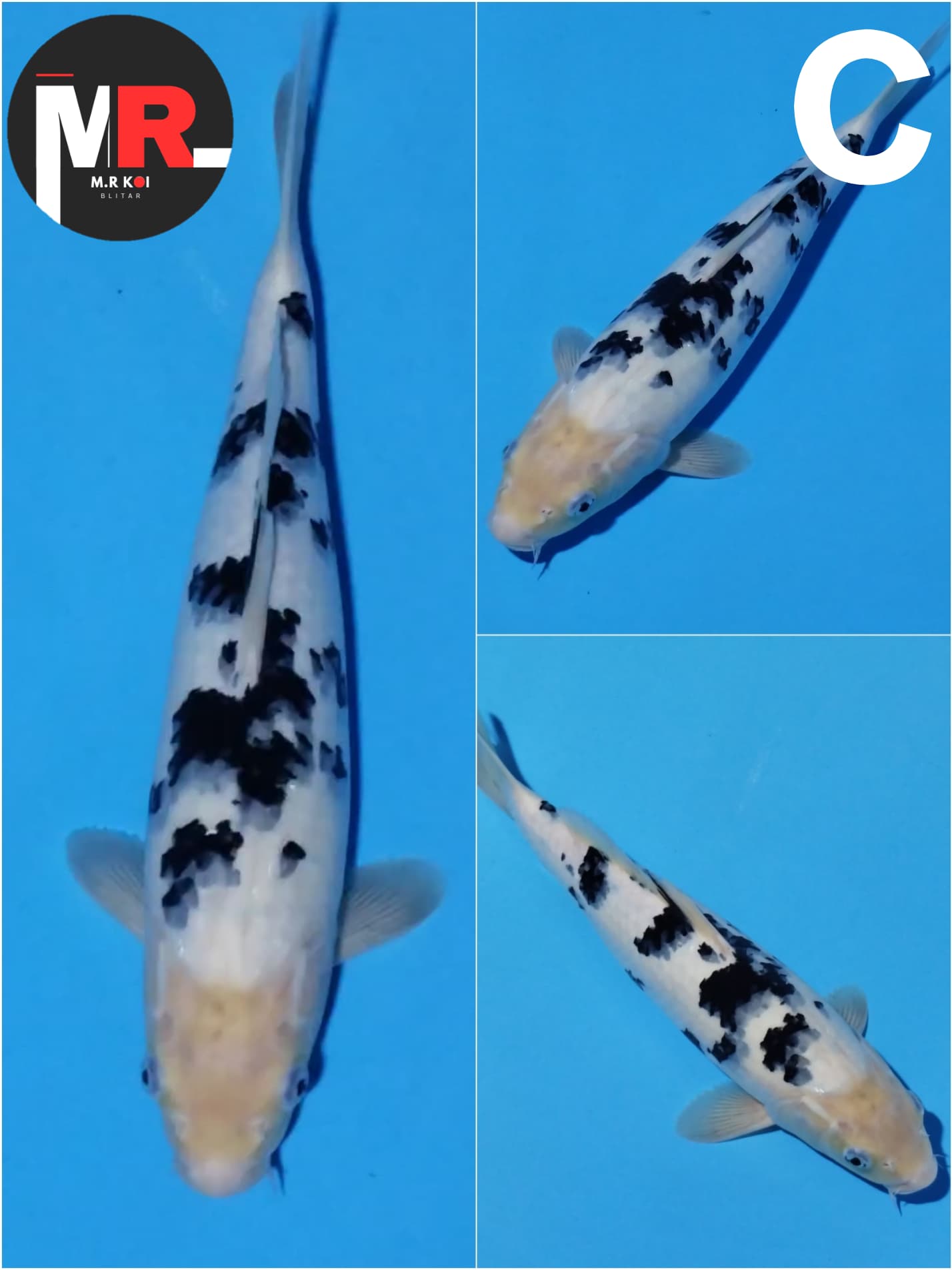 BEKKO HIGHT QUALITY 40cm
