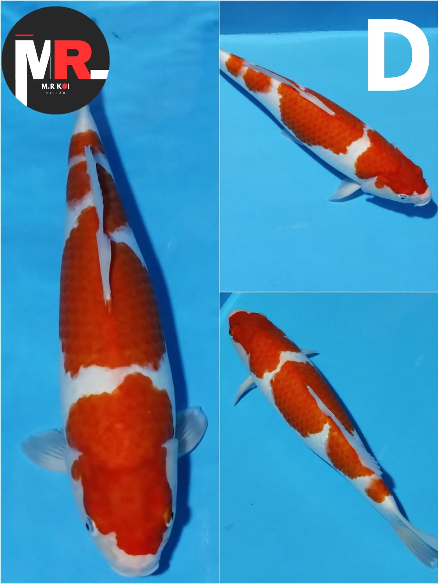 KOHAKU HIGHT QUALITY 40cm