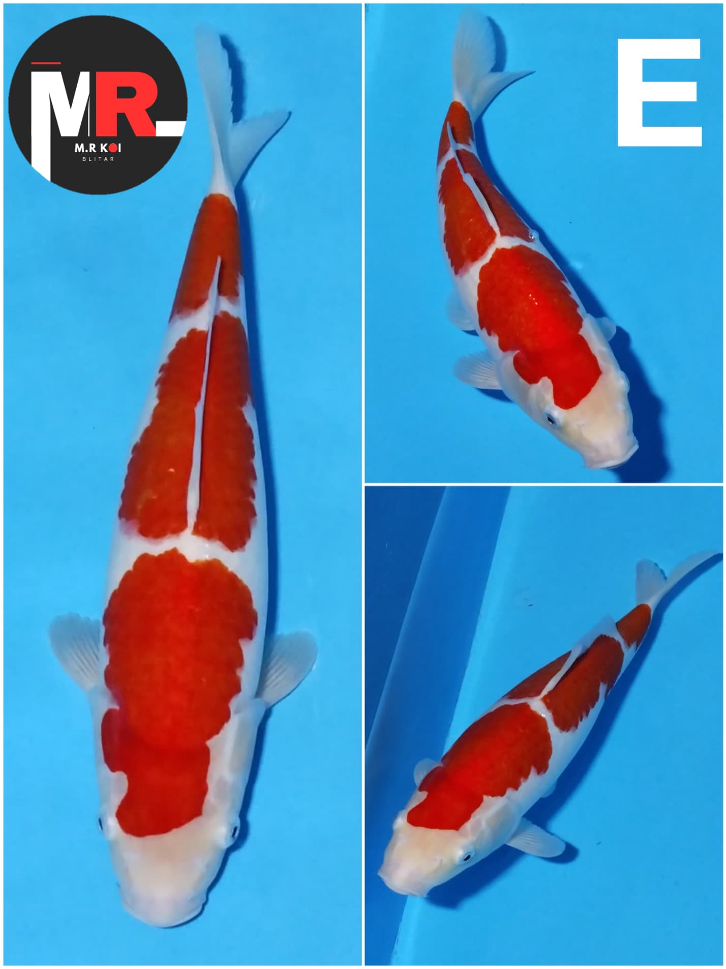 KOHAKU HIGHT QUALITY 40cm