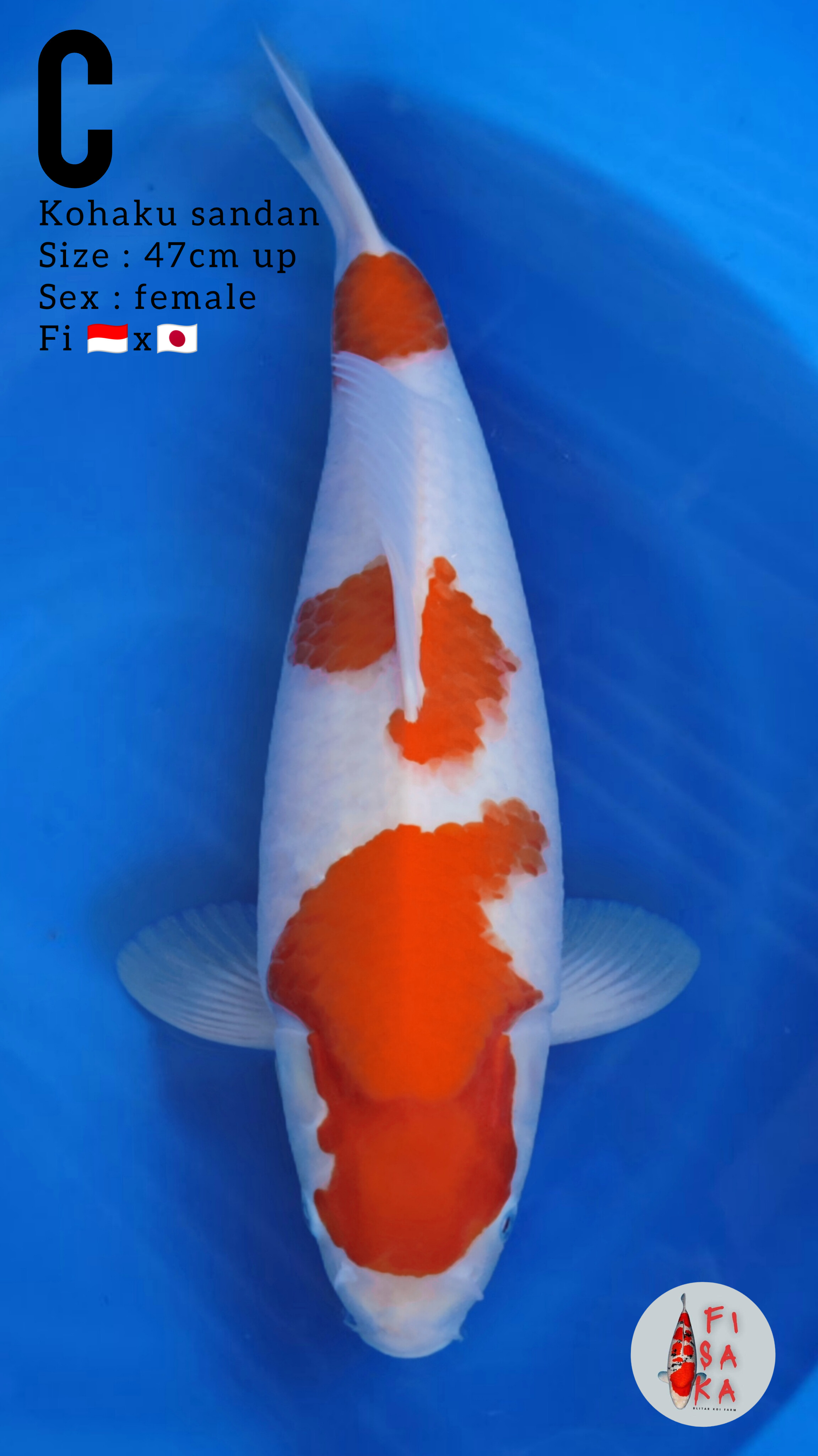 KOHAKU SANDAN F1 47cm