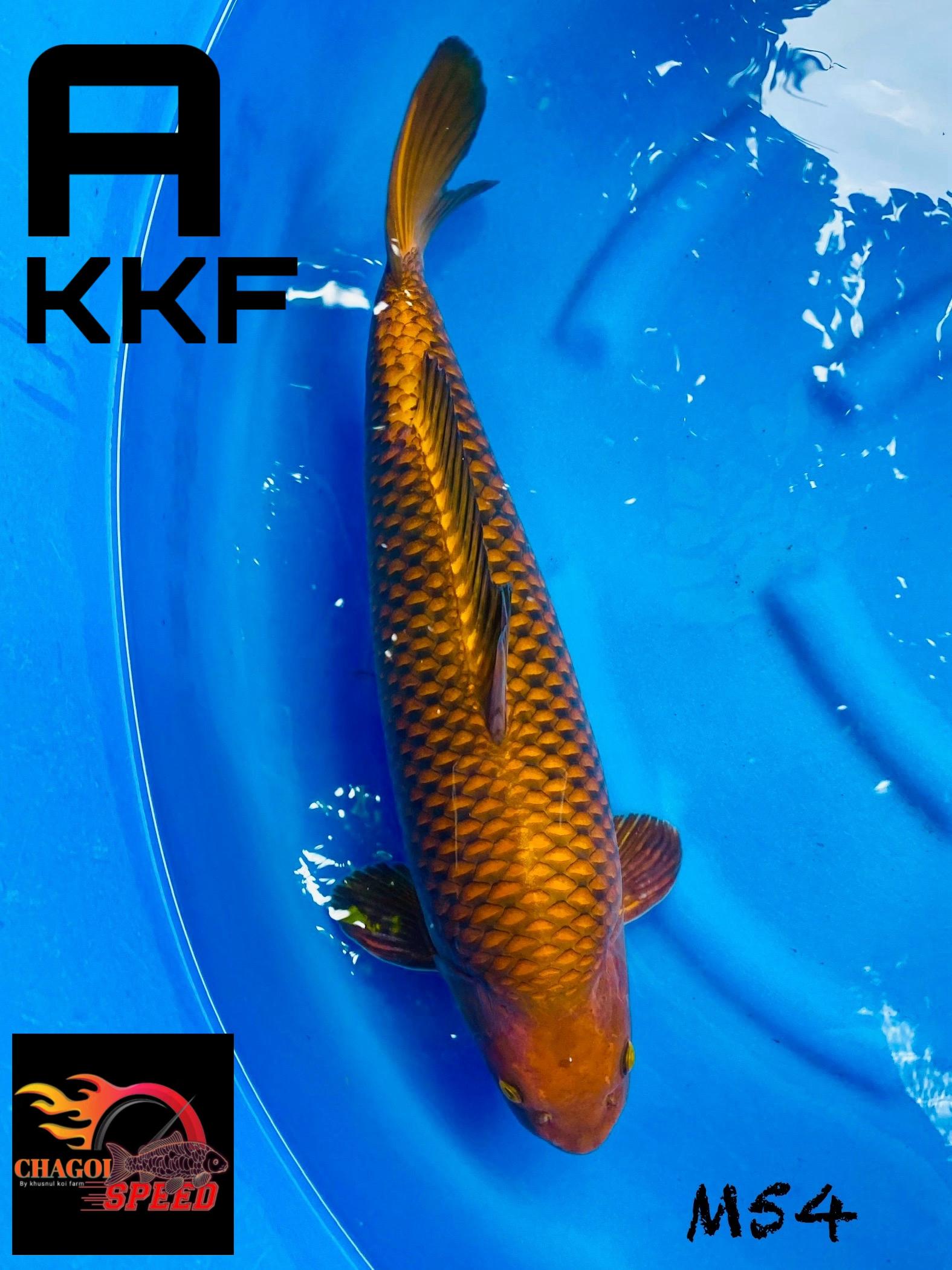JANTAN ISTIMEWA BREEDER KHUSNUL 54cm