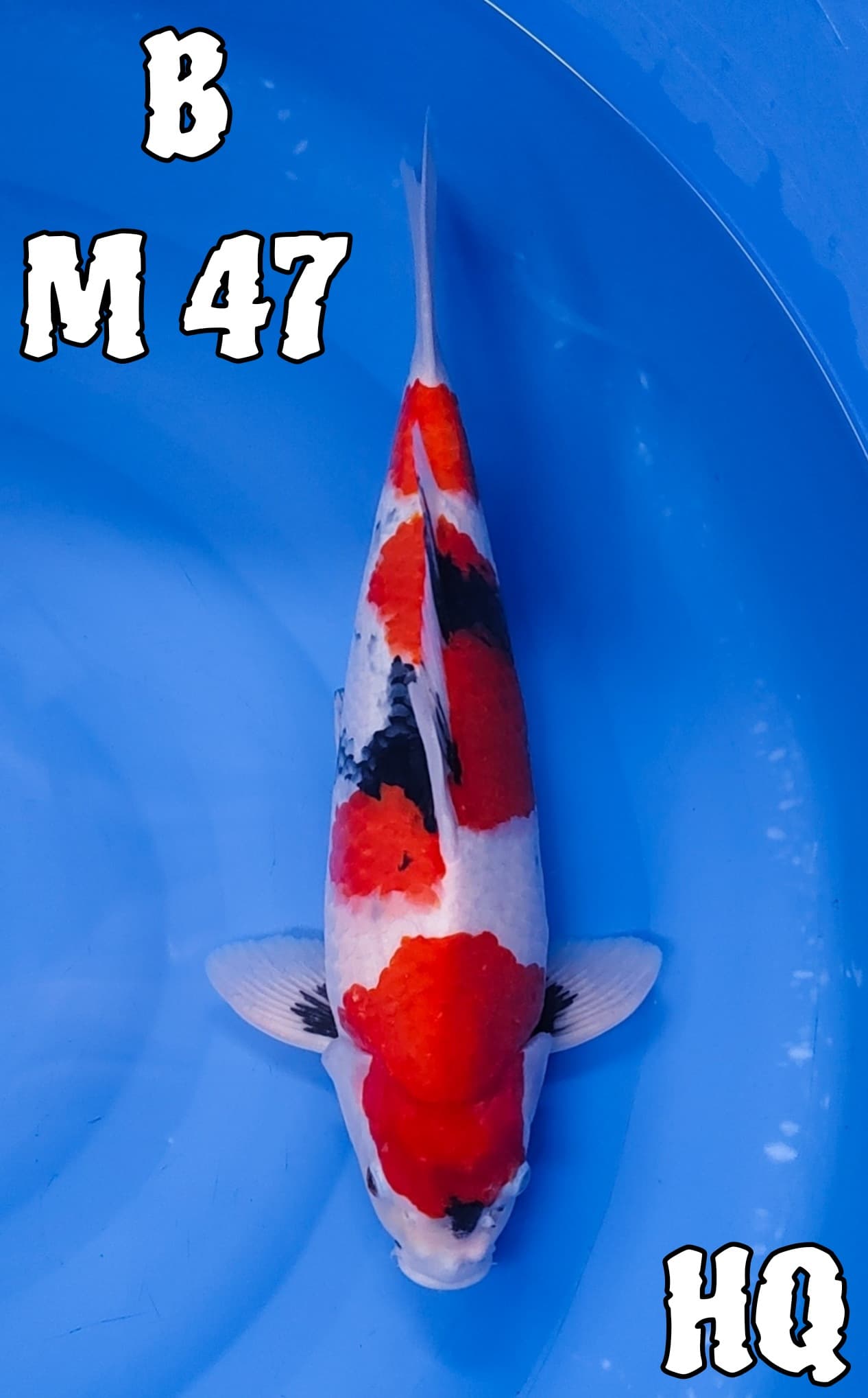 SHOWA MOTOGORO 46cm