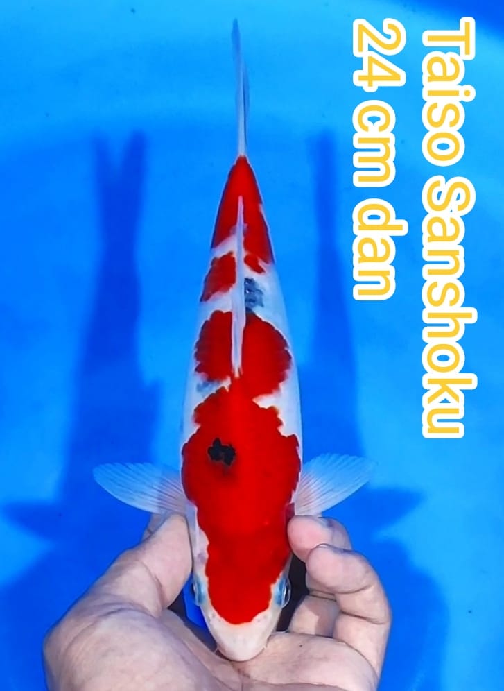 TAISO SANSOKU 24cm