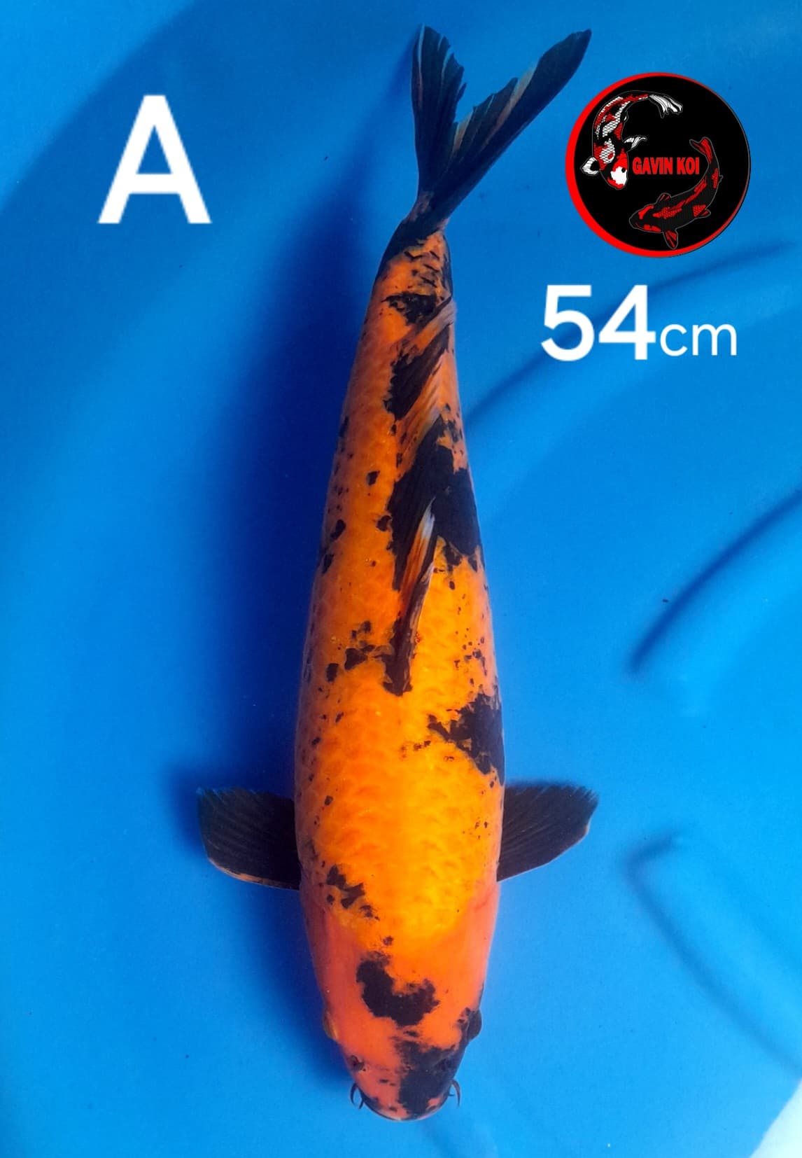 HIUTSURI HQ 54cm