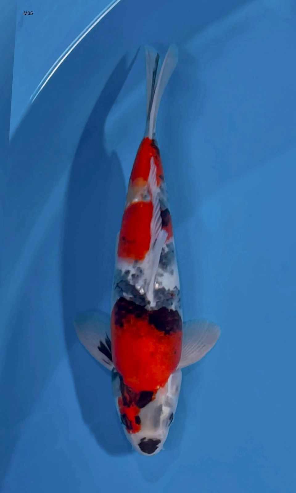 SHOWA MALE ISTIMEWA 35cm