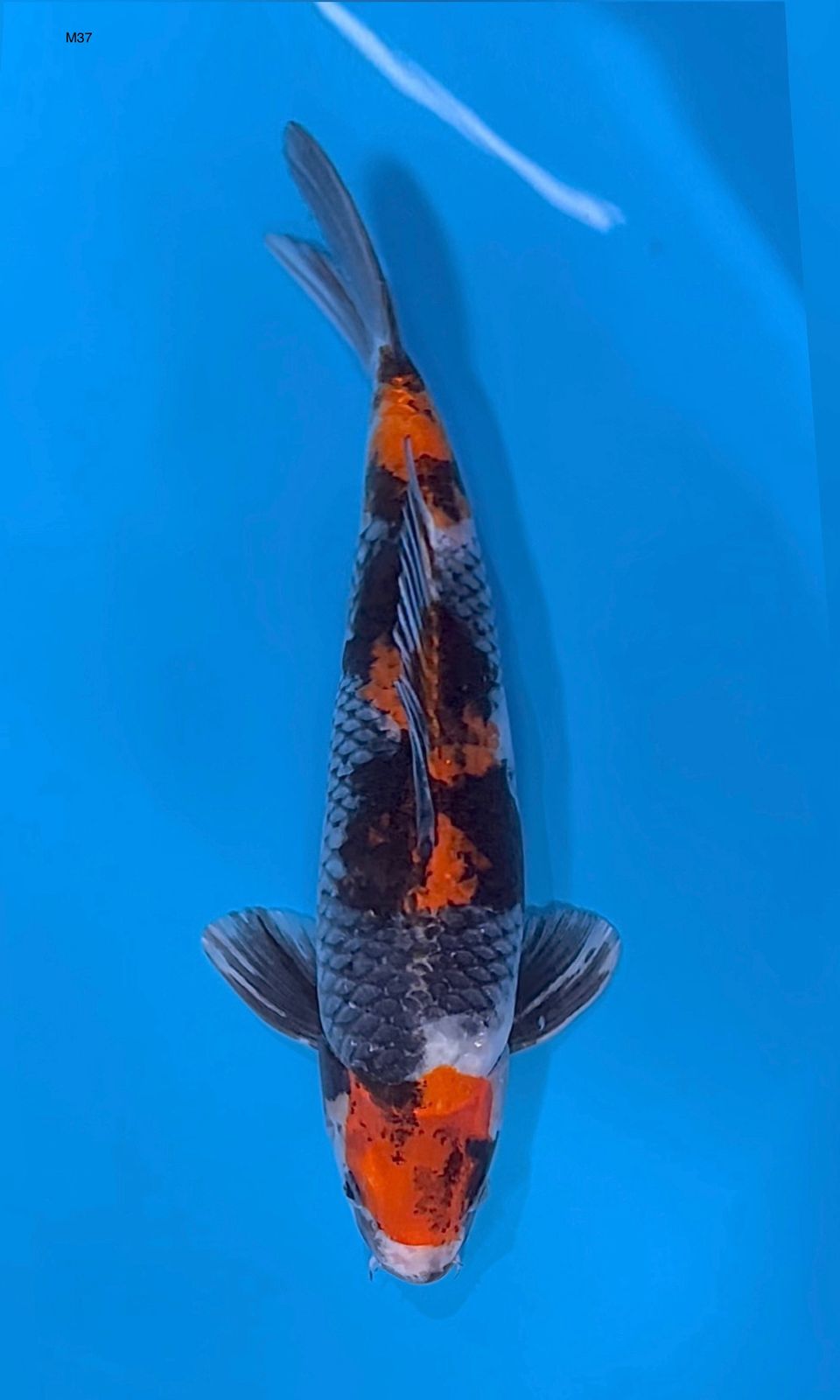 MARUTEN SHOWA MALE ISTIMEWA 38cm