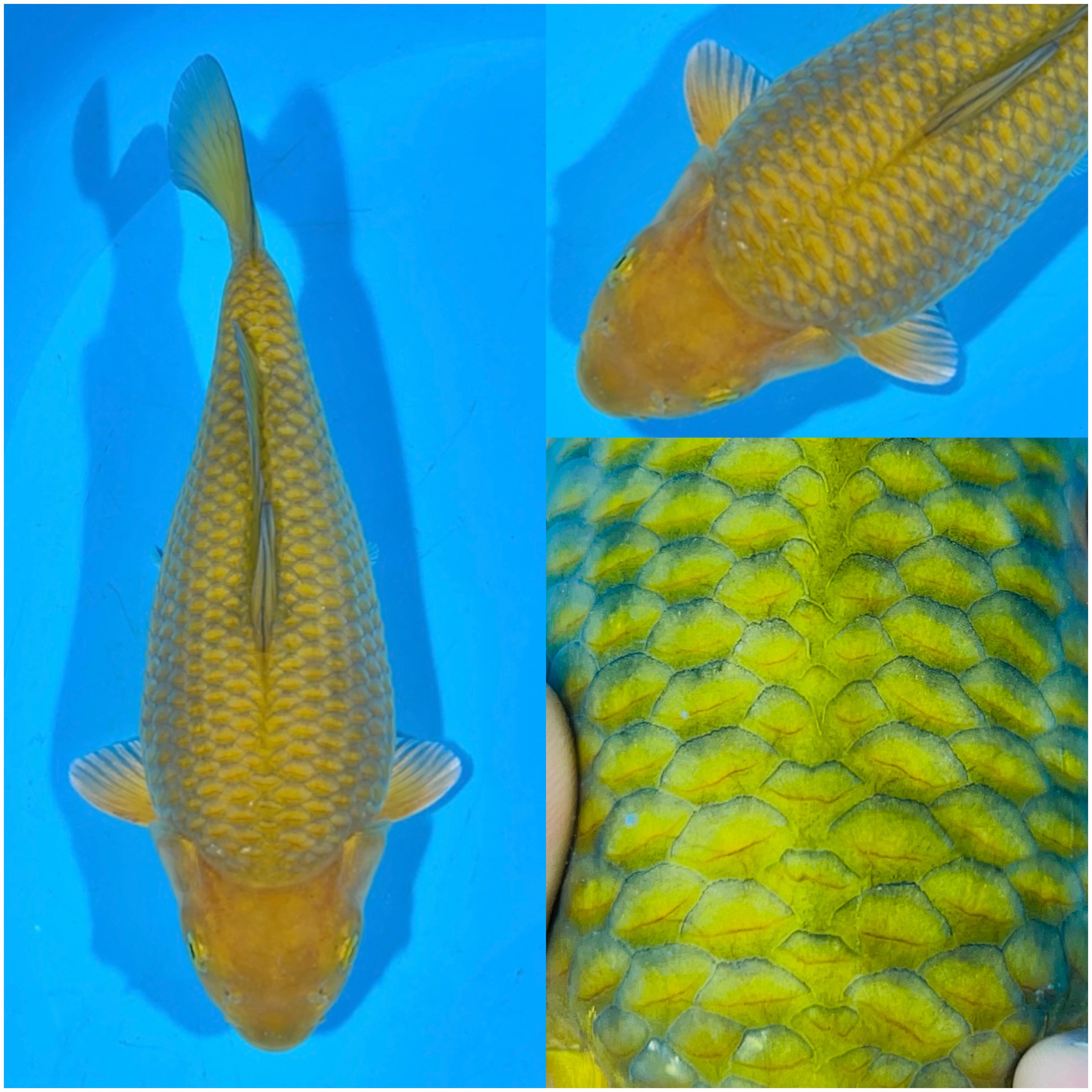 GREEN CHAGOI SHORT BODY 28cm