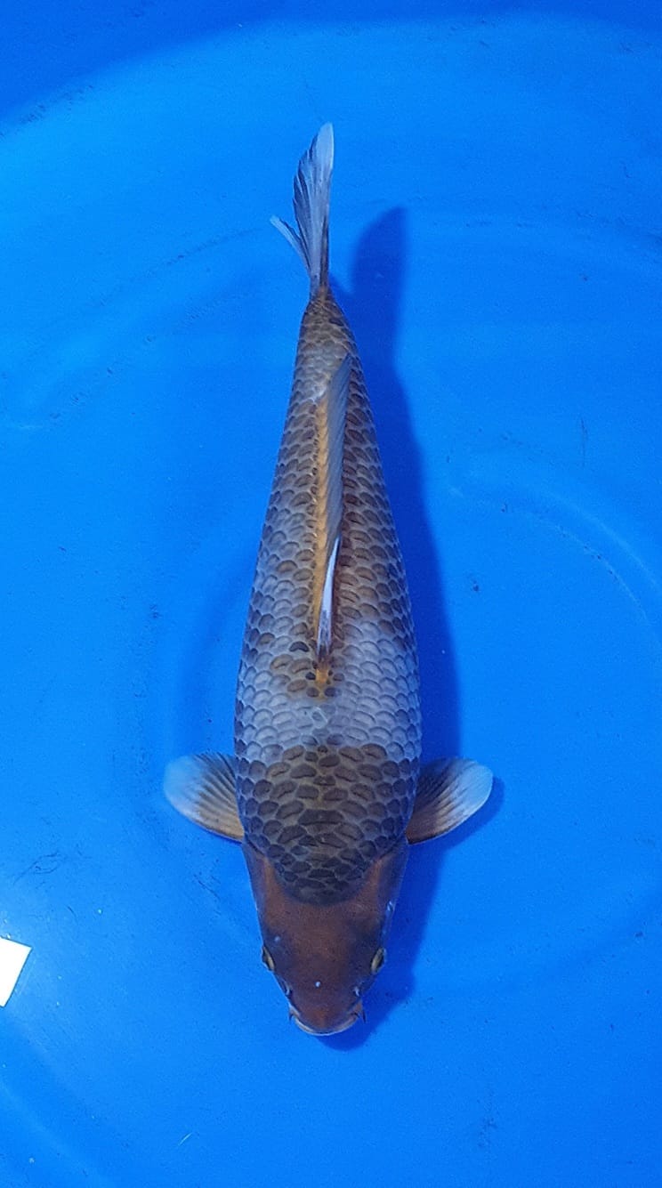 SABIKOYO KHUSNUL KOI F50cm