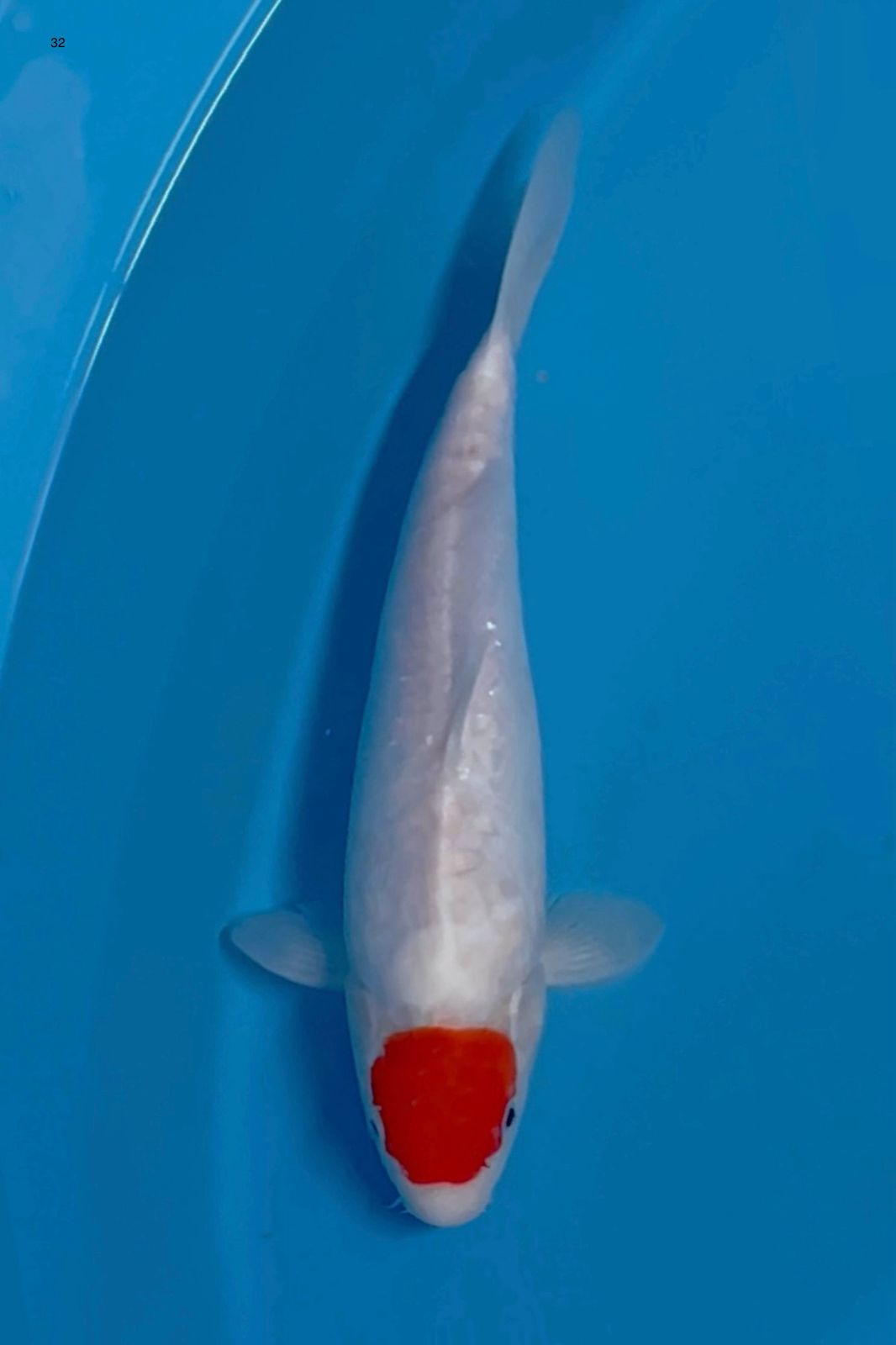 TANCHO KOHAKU 32cm