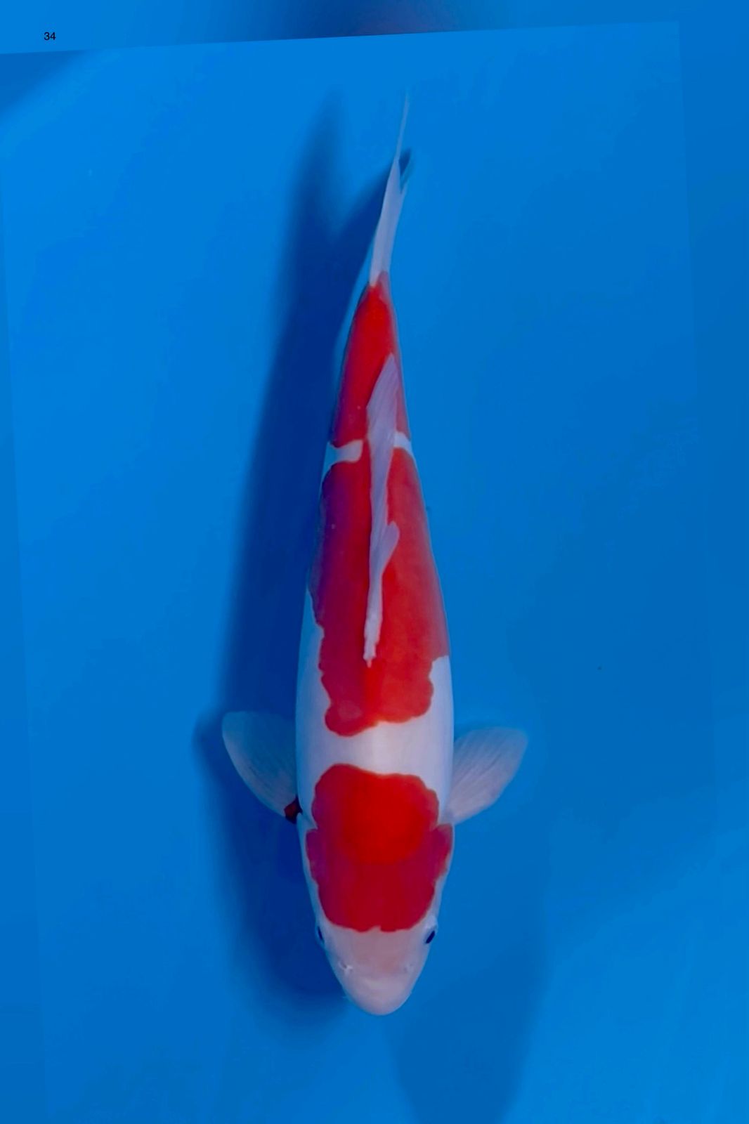 KOHAKU KORBAN BNR 34cm