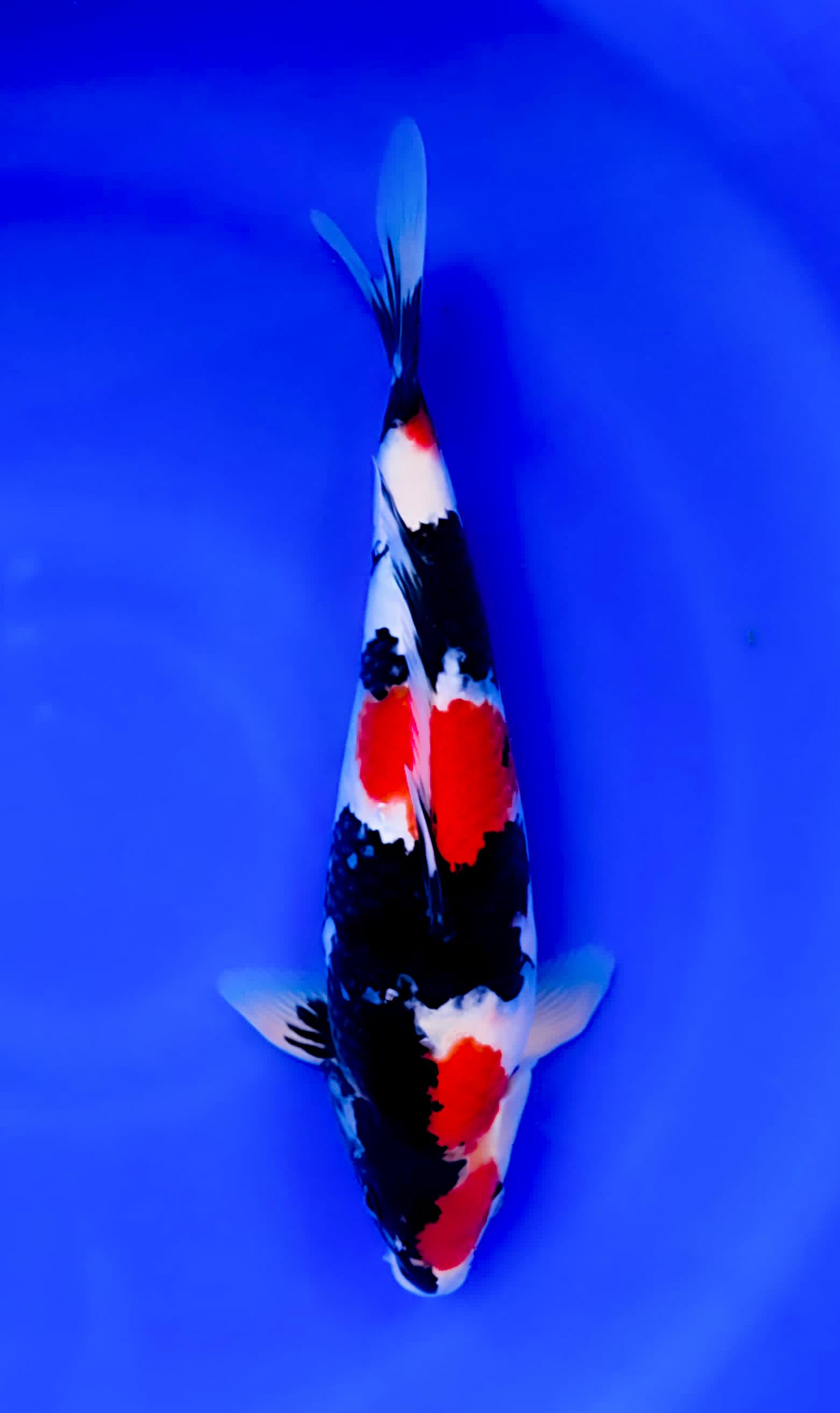 SHOWA SANSHOKU 35cm