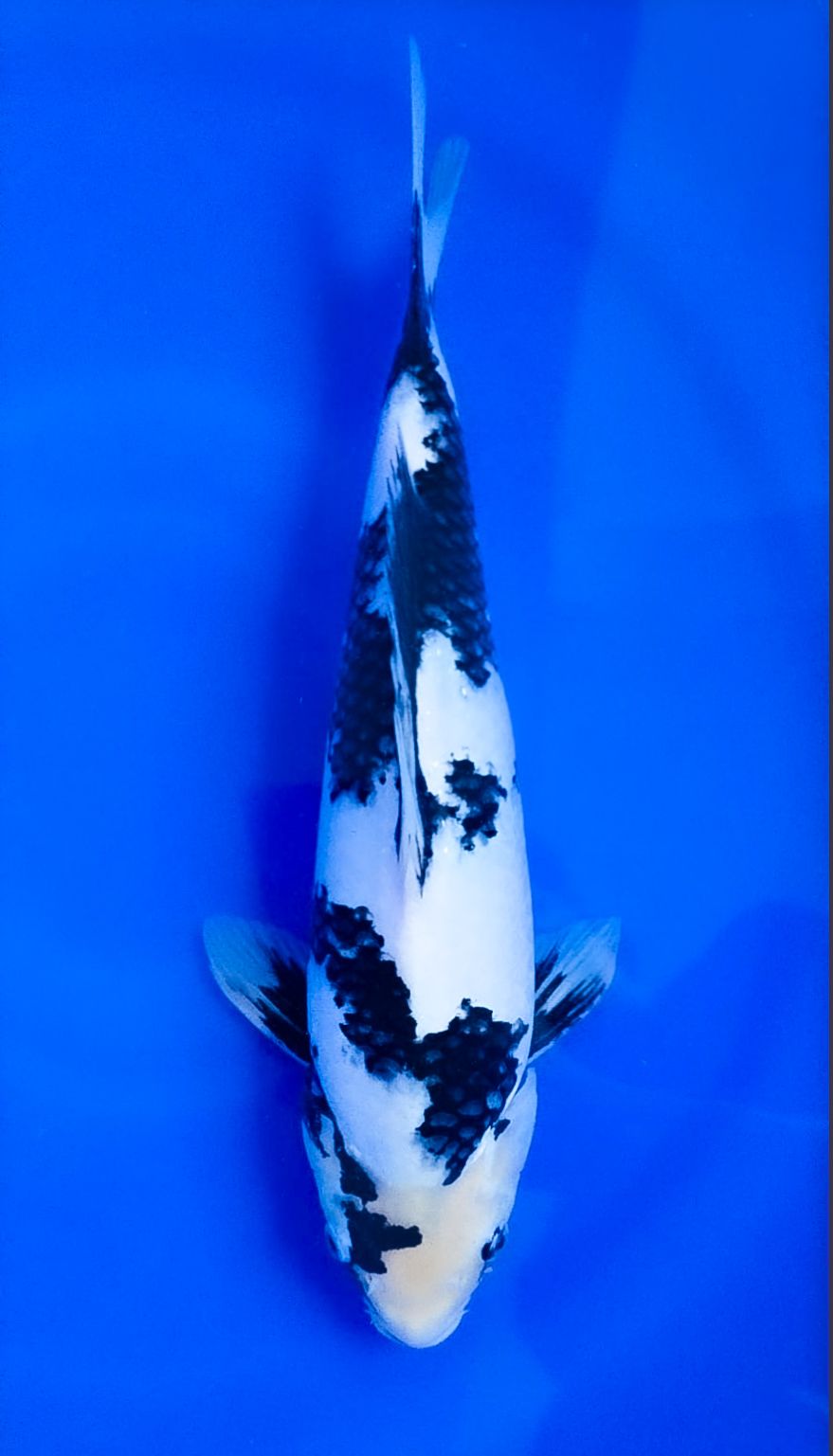SHIRO UTSURI 35cm