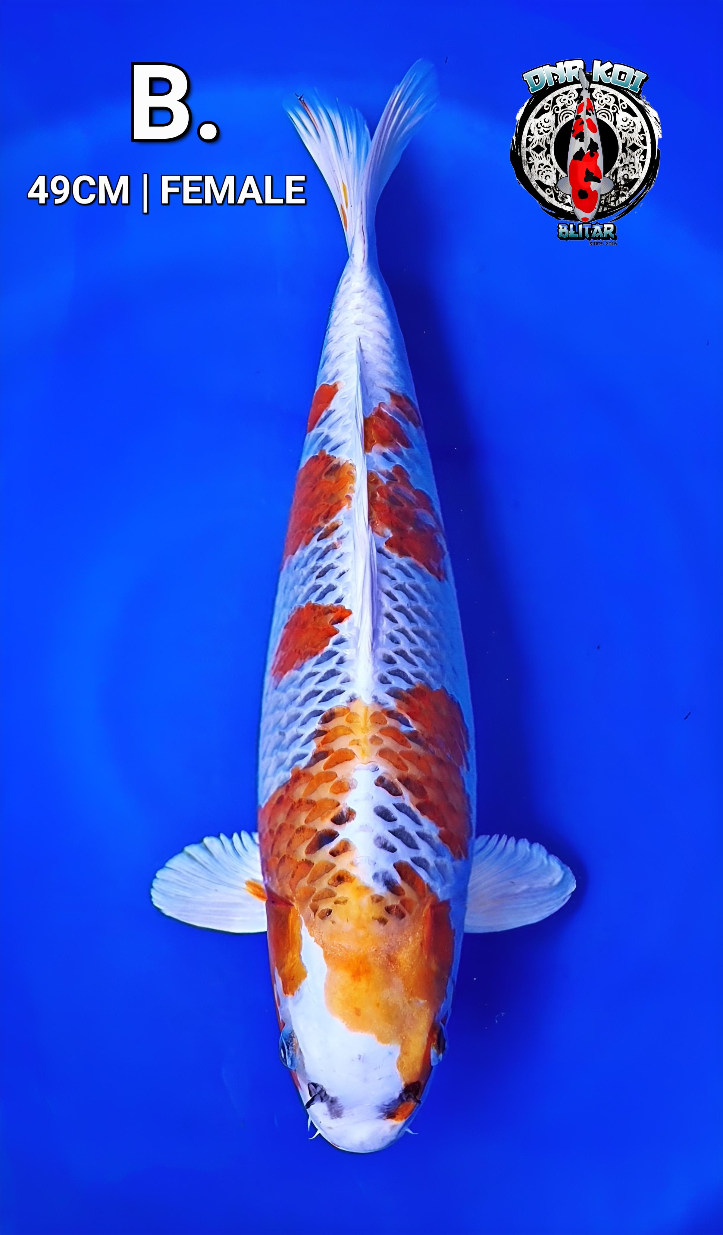 KUJAKU SERIES ORIGINAL FEMALE 49cm