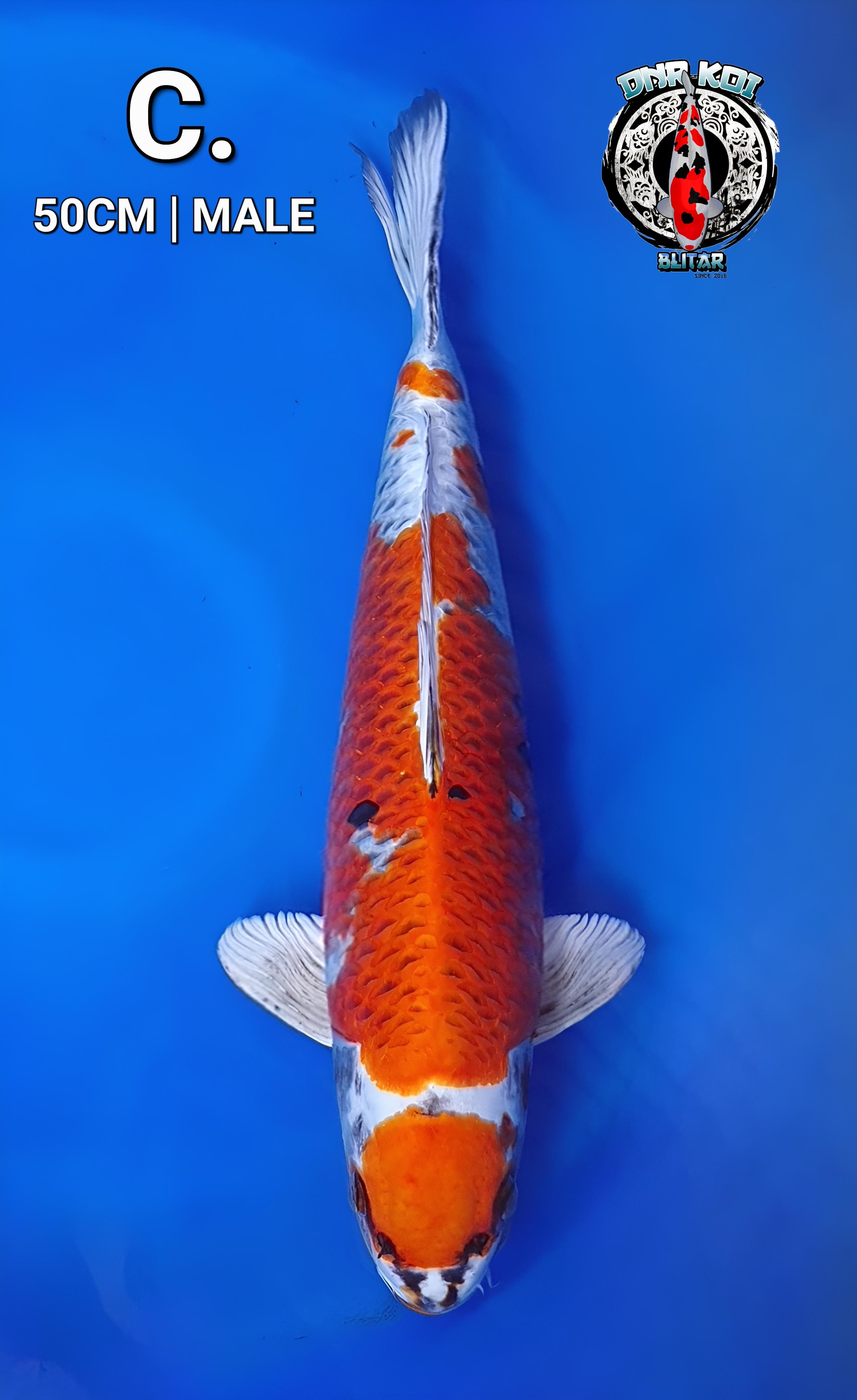 KUJAKU SERIES ORIGINAL MALE 50cm