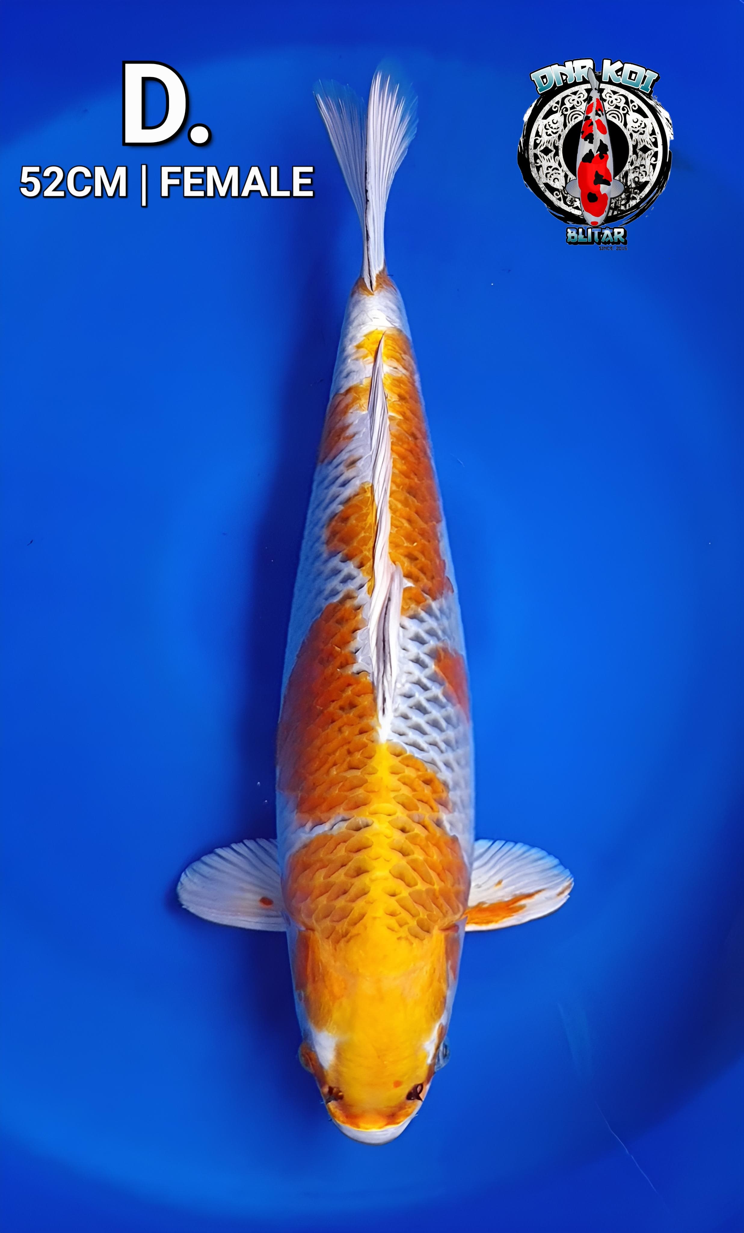KUJAKU SERIES ORIGINAL FEMALE 52cm