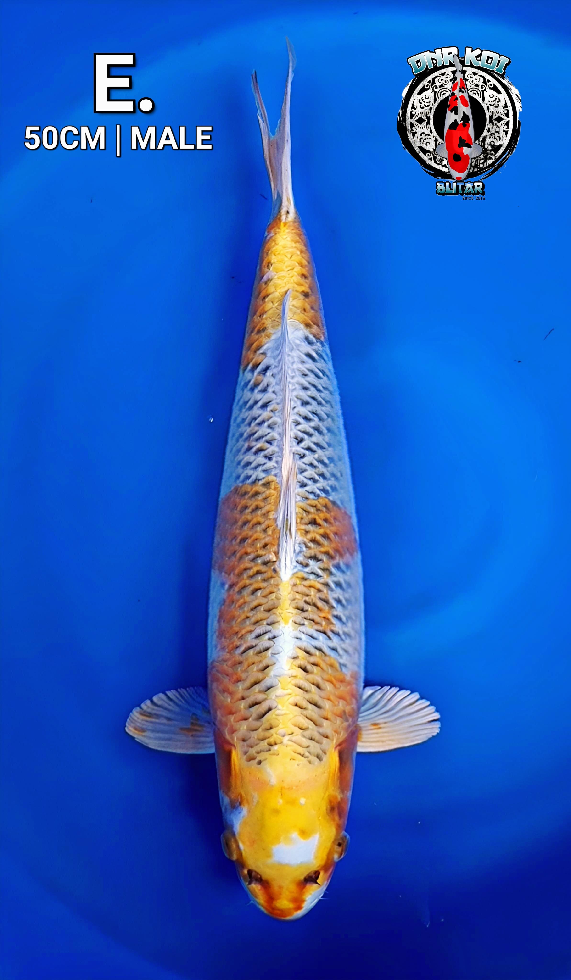 KUJAKU SERIES ORIGINAL MALE 50cm