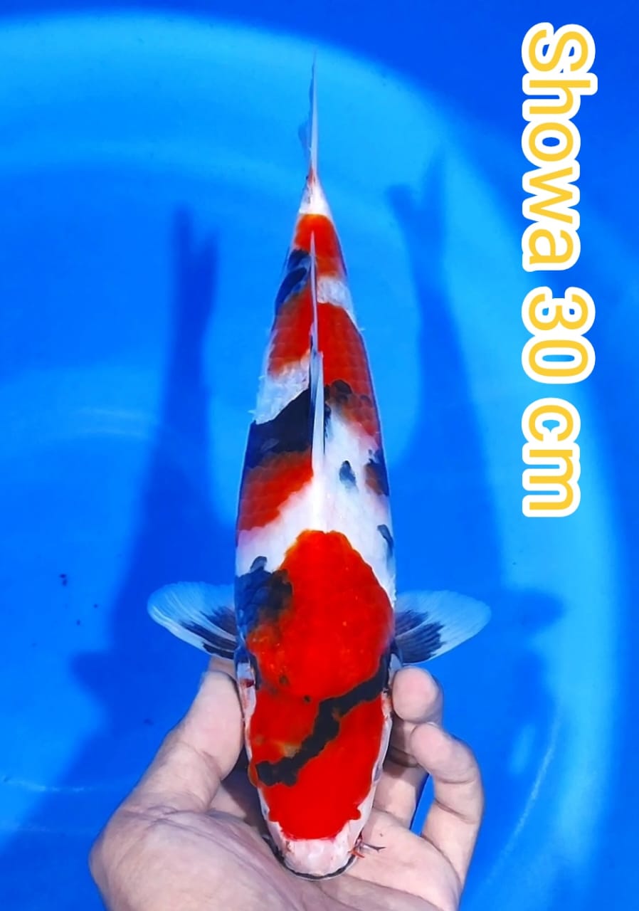 SHOWA QUALITY 30cm