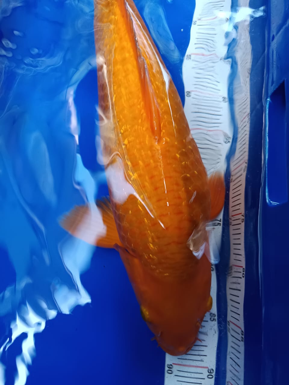 KARASHI KANGGO 55cm