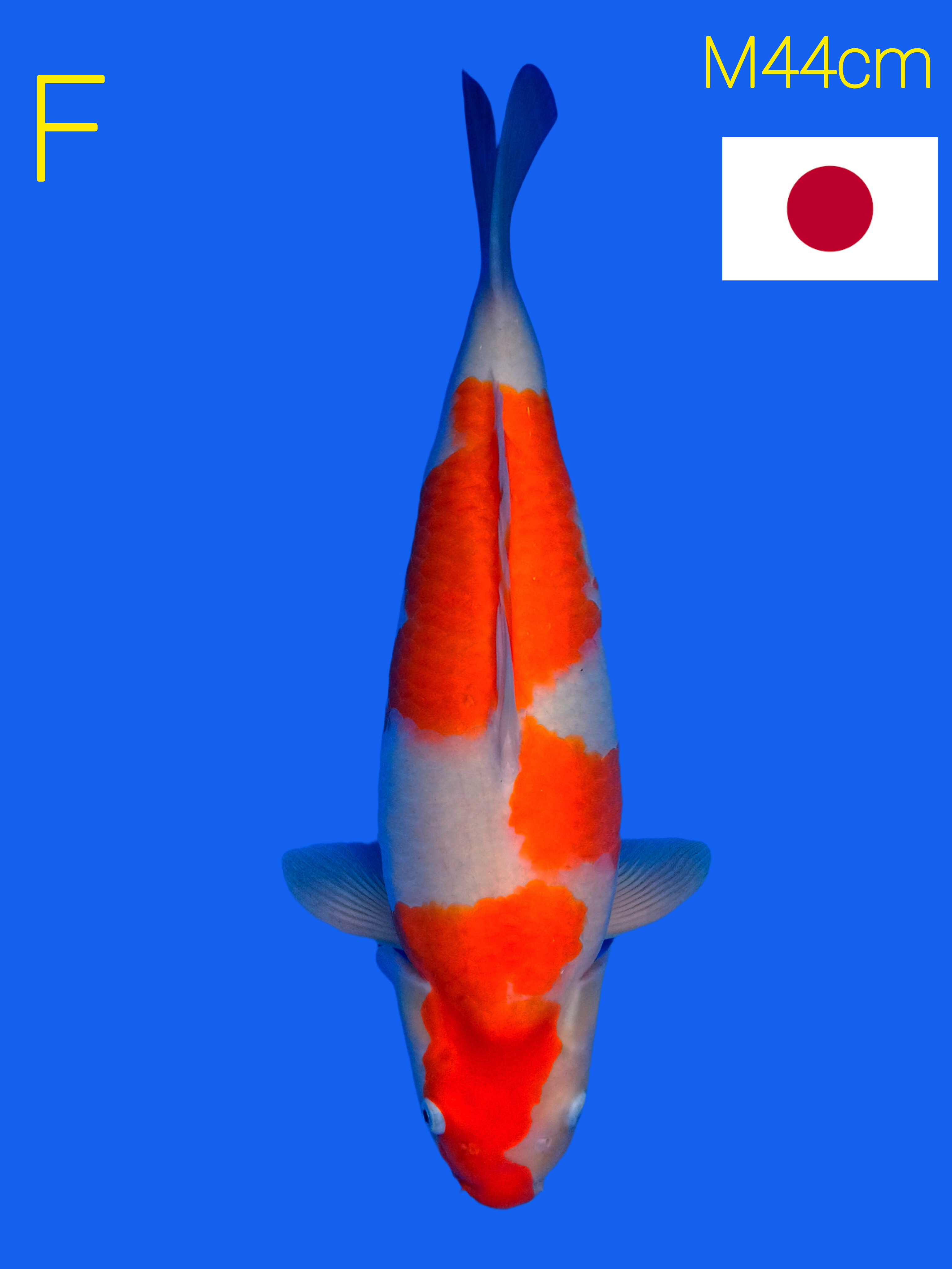 KOHAKU IMPORT MARUYAMA NON SERTIFIKAT 44cm