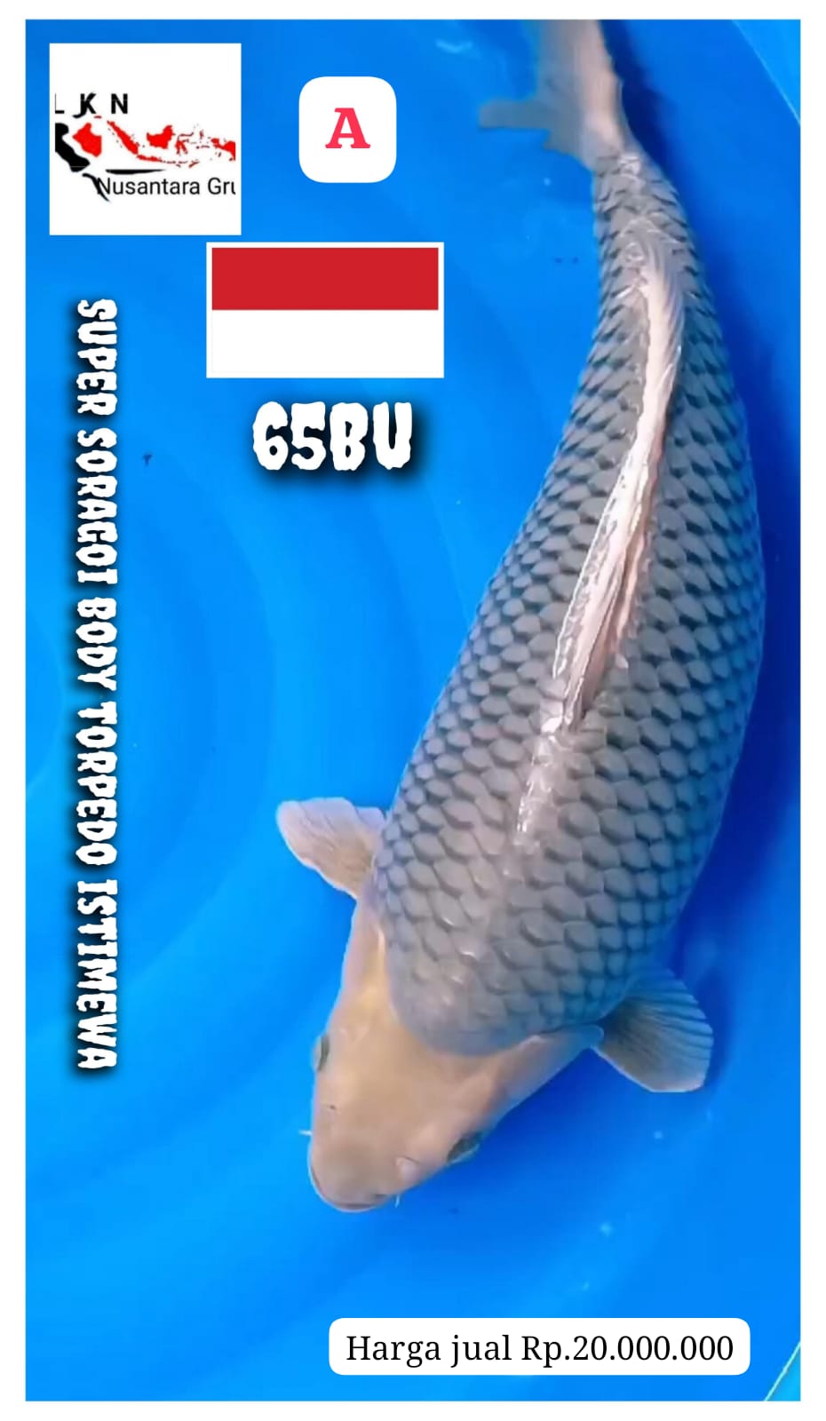 SUPER SORAGOI IKAN KELAS SULTAN ISTIMEWA LOKASI MADIUN 65BU 64cm