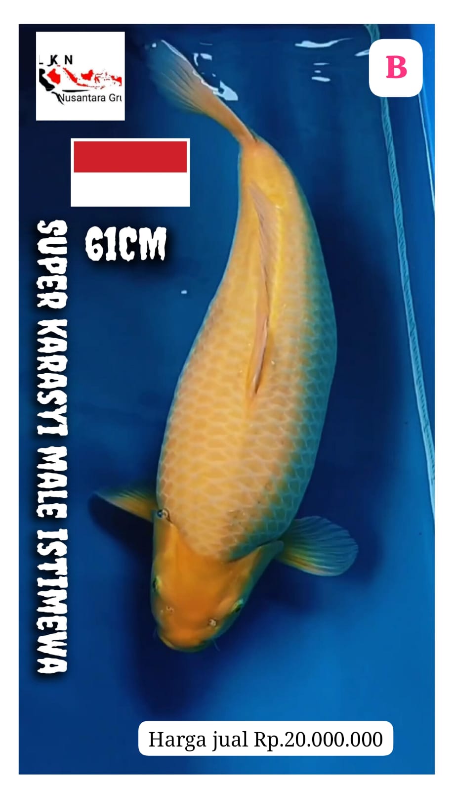 SUPER KARASYI MALE IKAN KELAS SULTAN ISTIMEWA LOKASI MADIUN 61cm