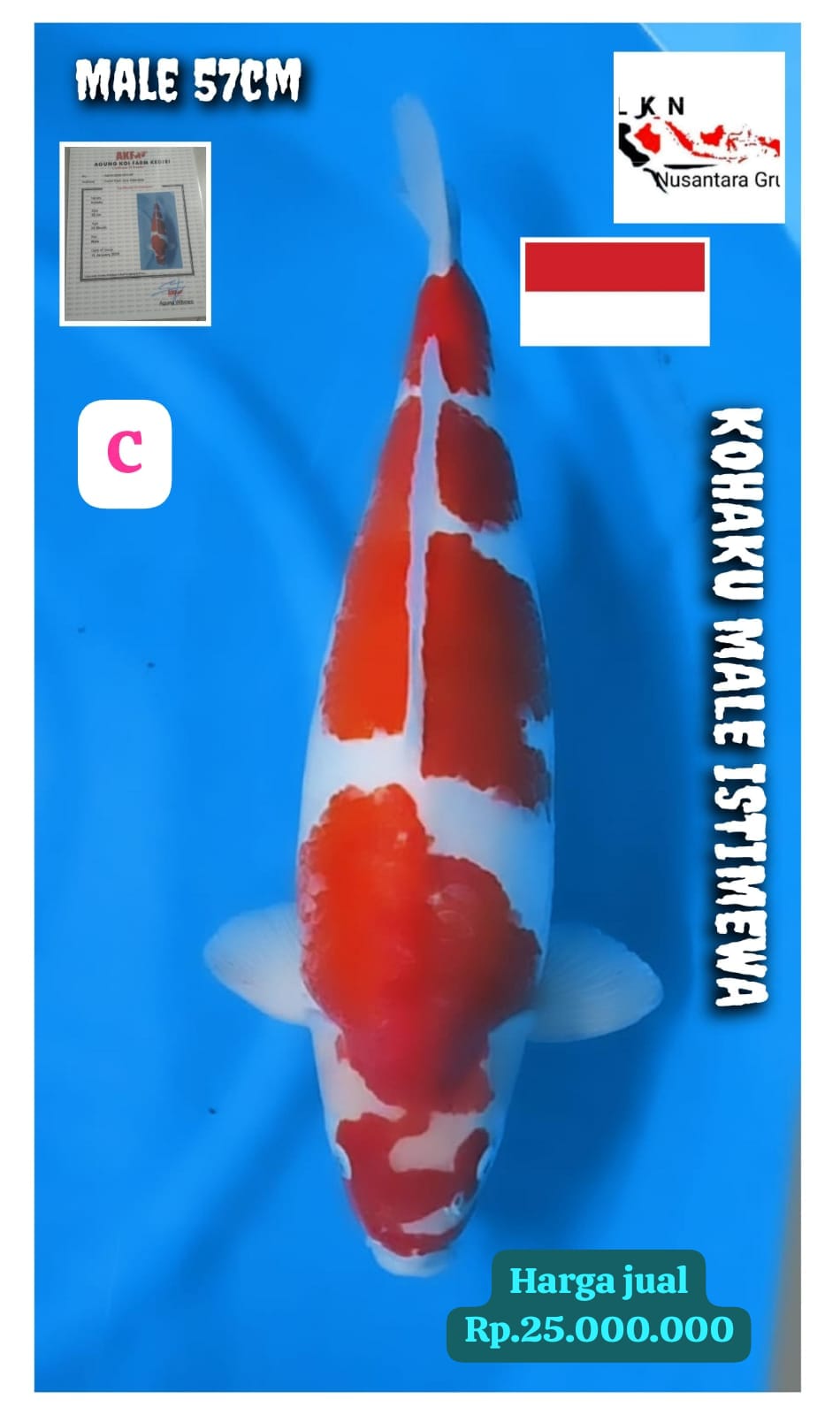 SUPER KOHAKU CERTIFIKAT AKF ISTIMEWA JUMBOBULDOSER LOKASI MADIUN 57cm