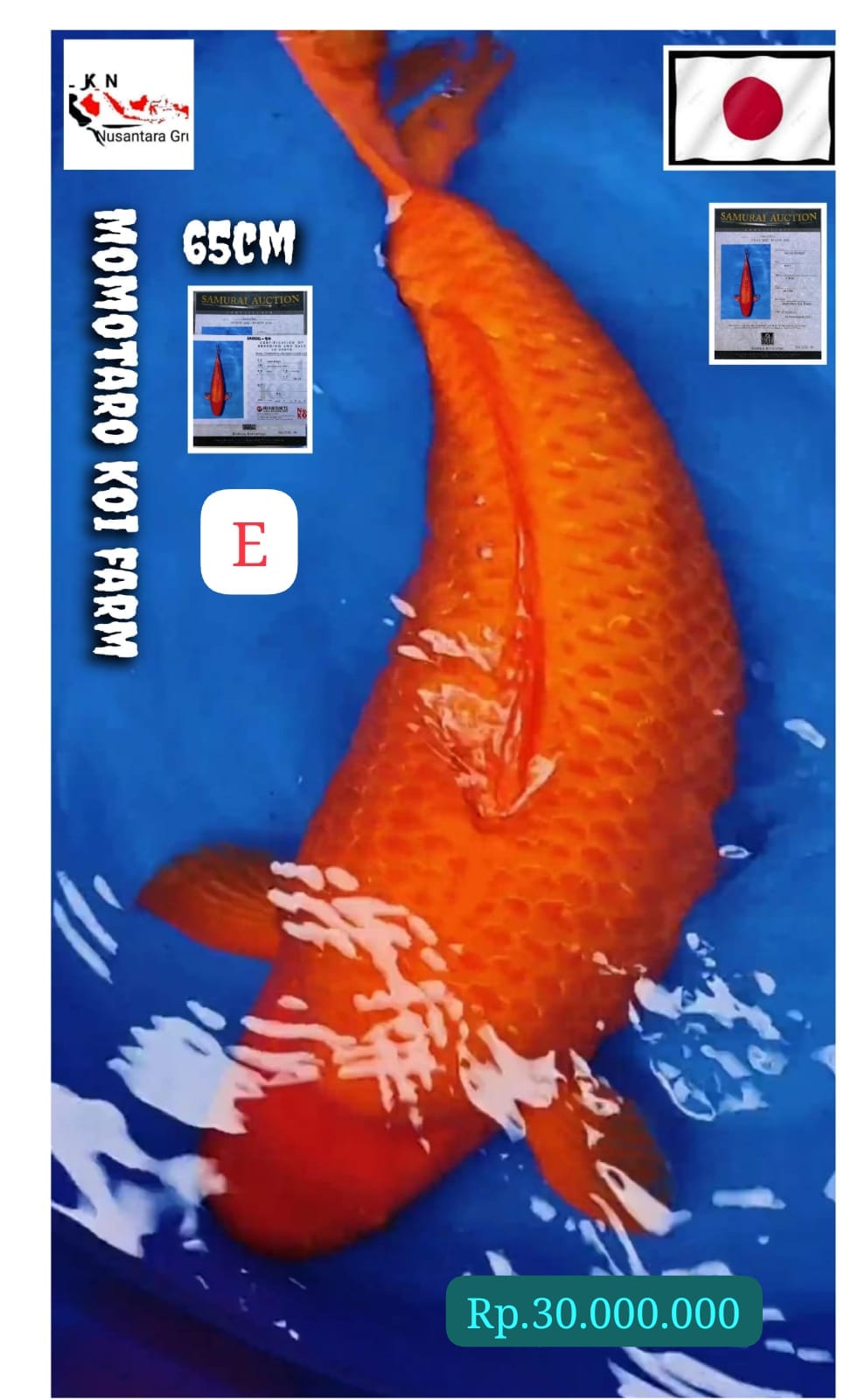 KOI JAPAN MOMOTARO KOI FARM SUPER JUMBO LOKASI MADIUN 65cm