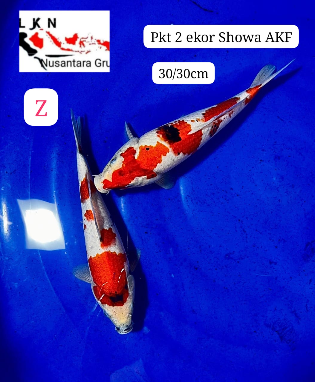 PKT 2 EKOR SHOWA AKF ISTIMEWA LOKASI BEKASI 30cm