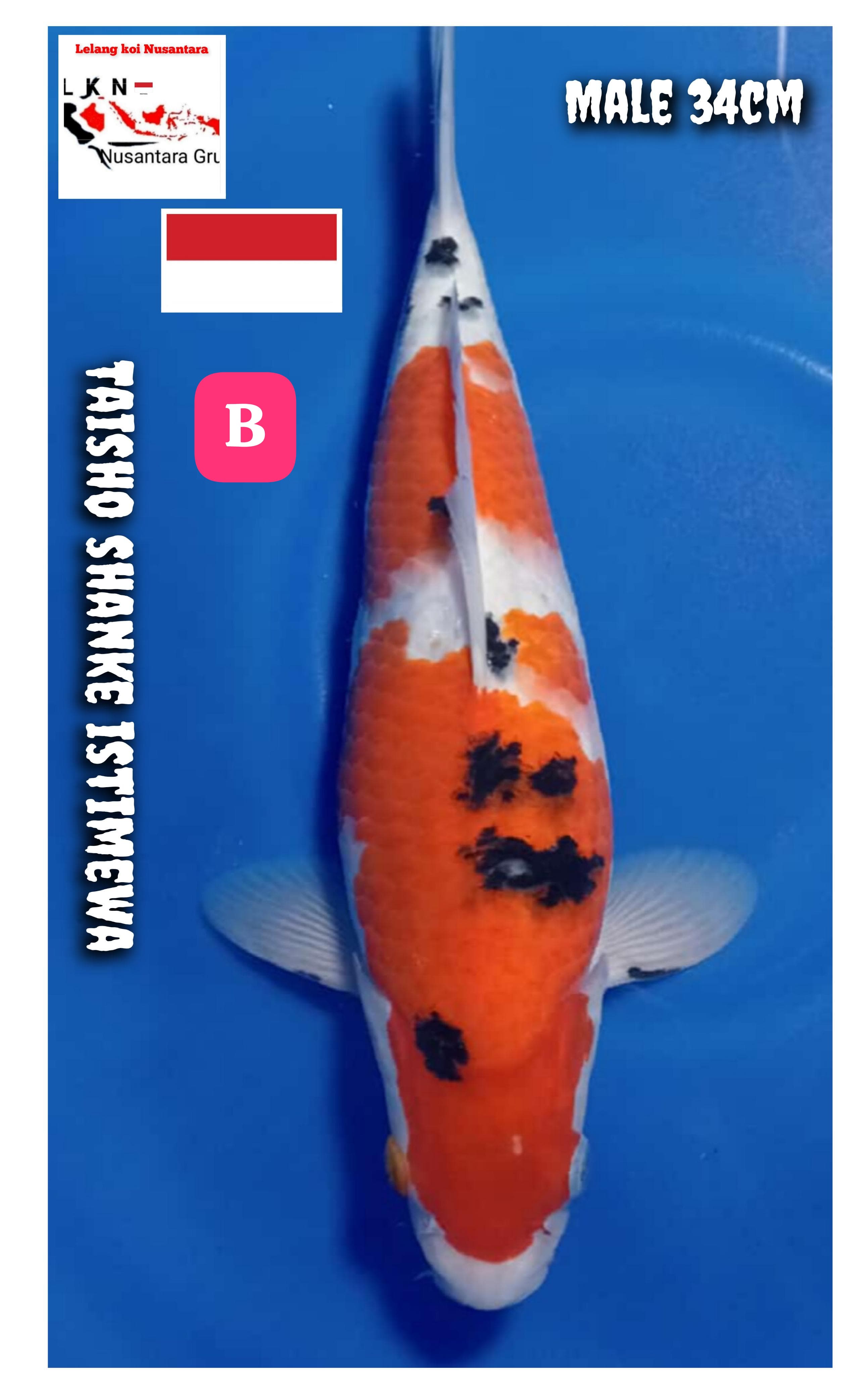 TAISHO SHANKE MALE ISTIMEWA LOKASI BLITAR 34cm
