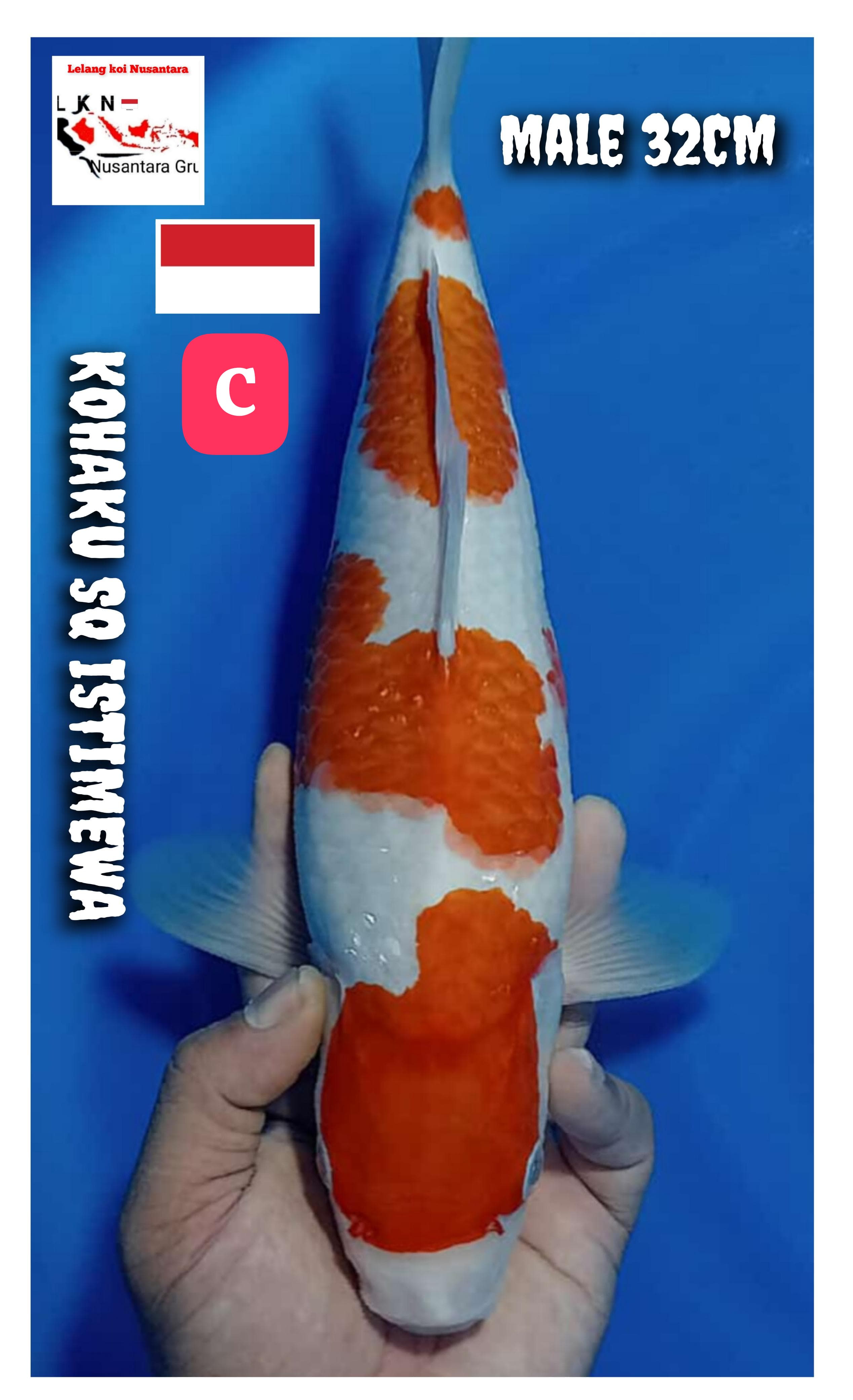 KOHAKU SQ MALE ISTIMEWA LOKASI BLITAR 32cm