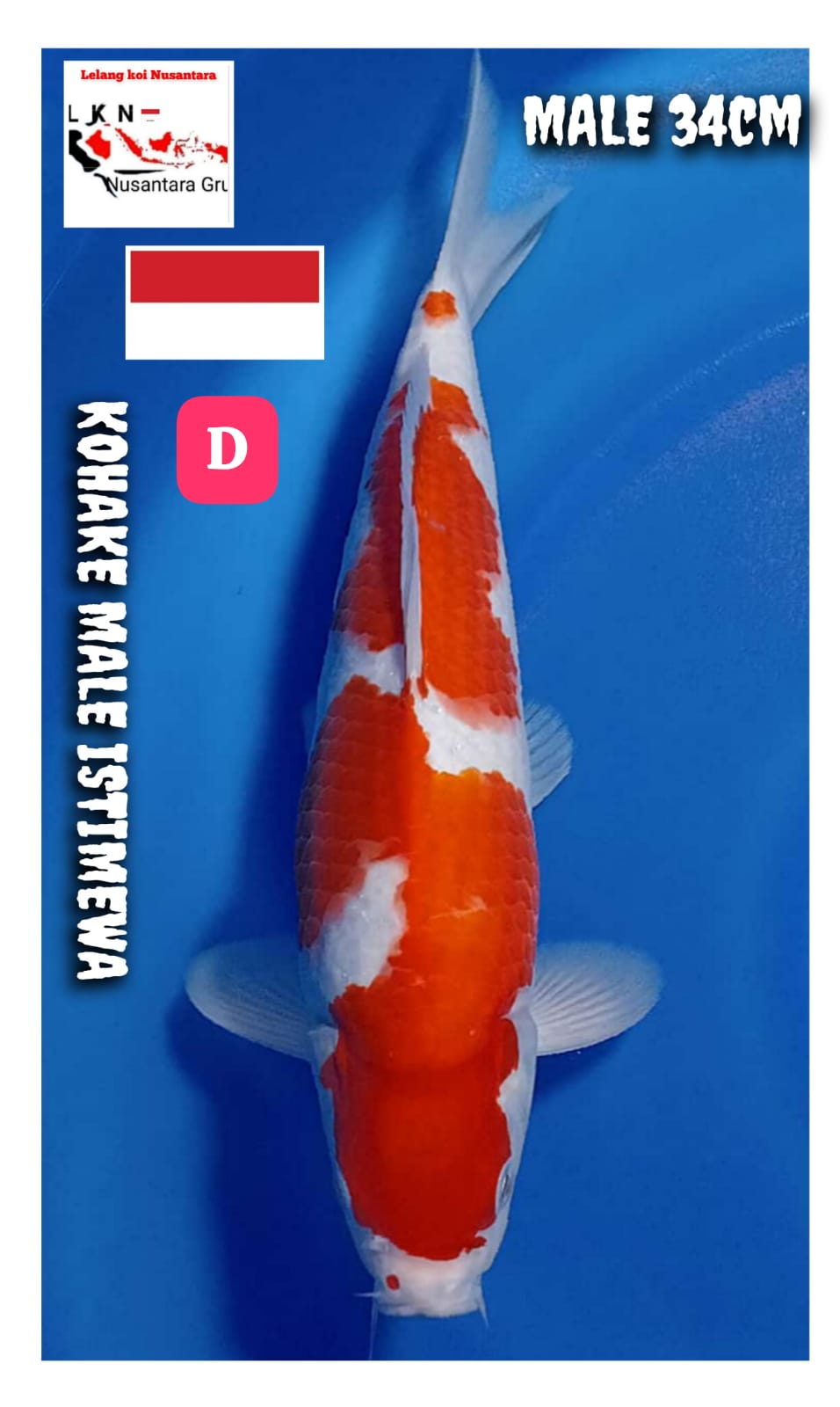 KOHAKU MALE ISTIMEWA LOKASI BLITAR 34cm