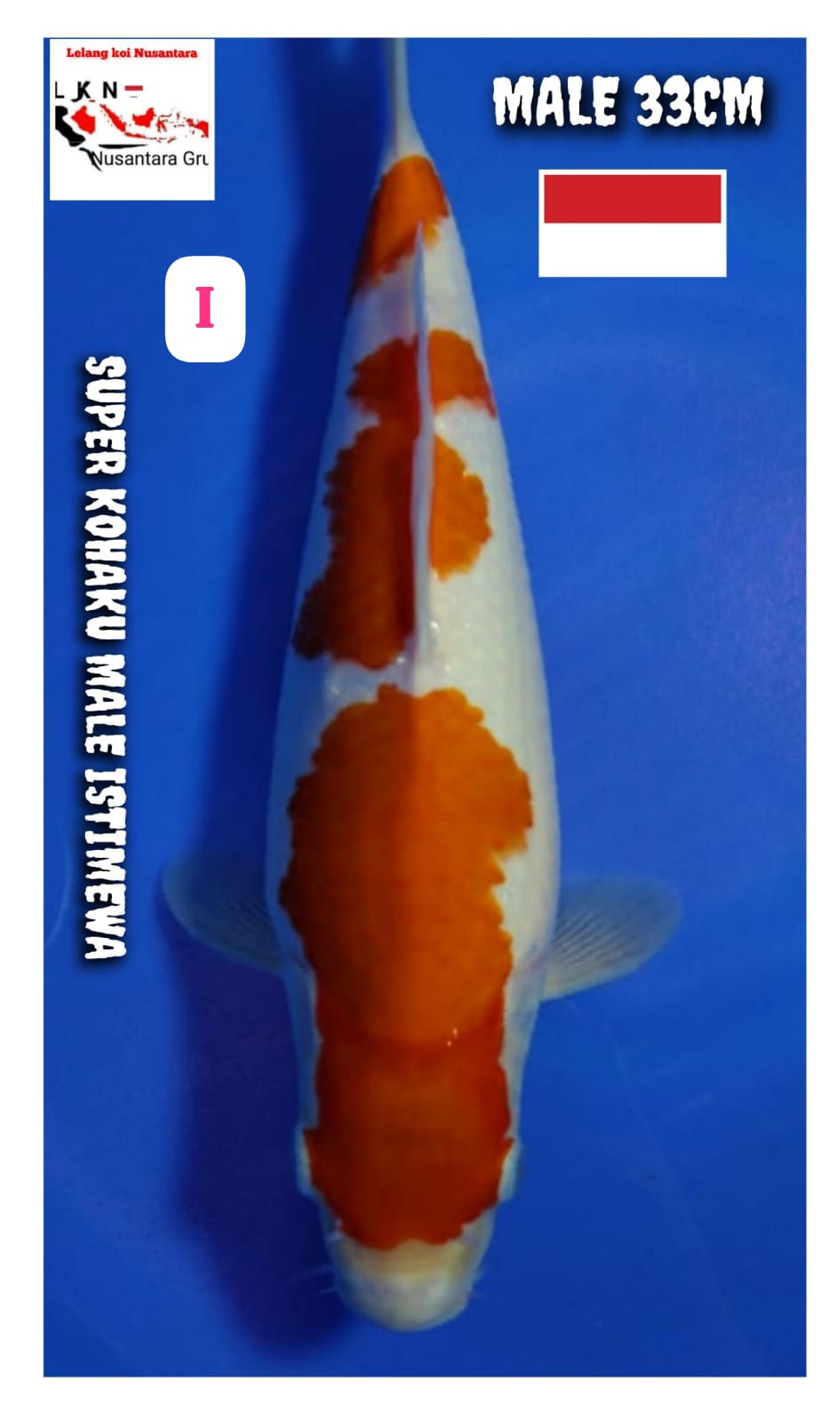 SUPER KOHAKU MALE ISTIMEWA LOKASI BLITAR 33cm