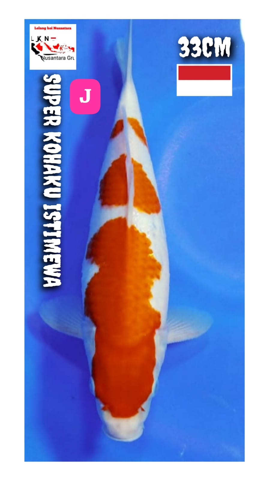 SUPER KOHAKU ISTIMEWA UNCHEK LOKASI BLITAR 33cm