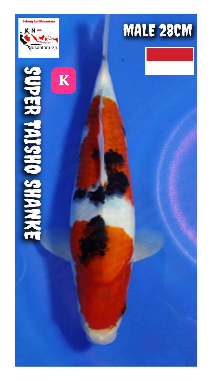 SUPER TAISHO SHANKE MALE ISTIMEWA 28cm