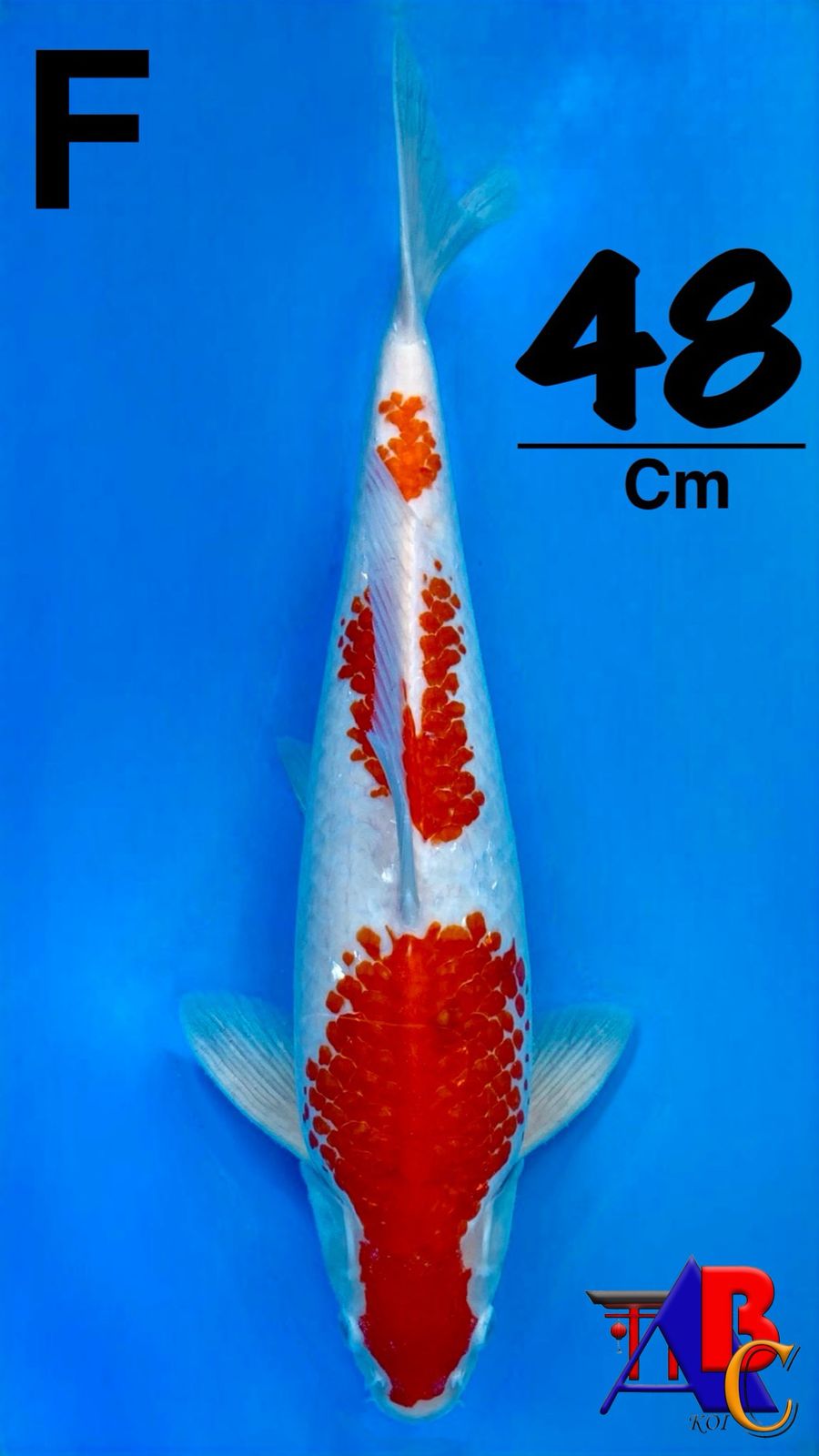 HQ KOHAKU KANOKO MERAH 48cm