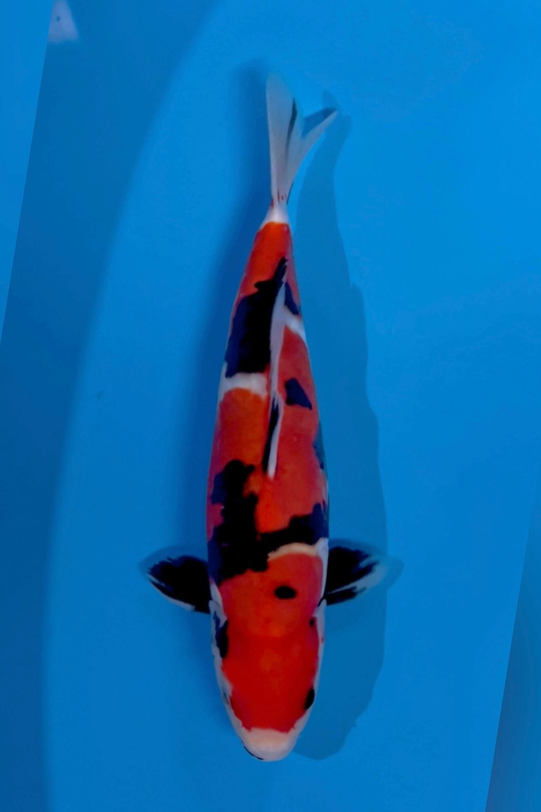 SHOWA NARUTO DOITSU MURNI QUALITY 30cm