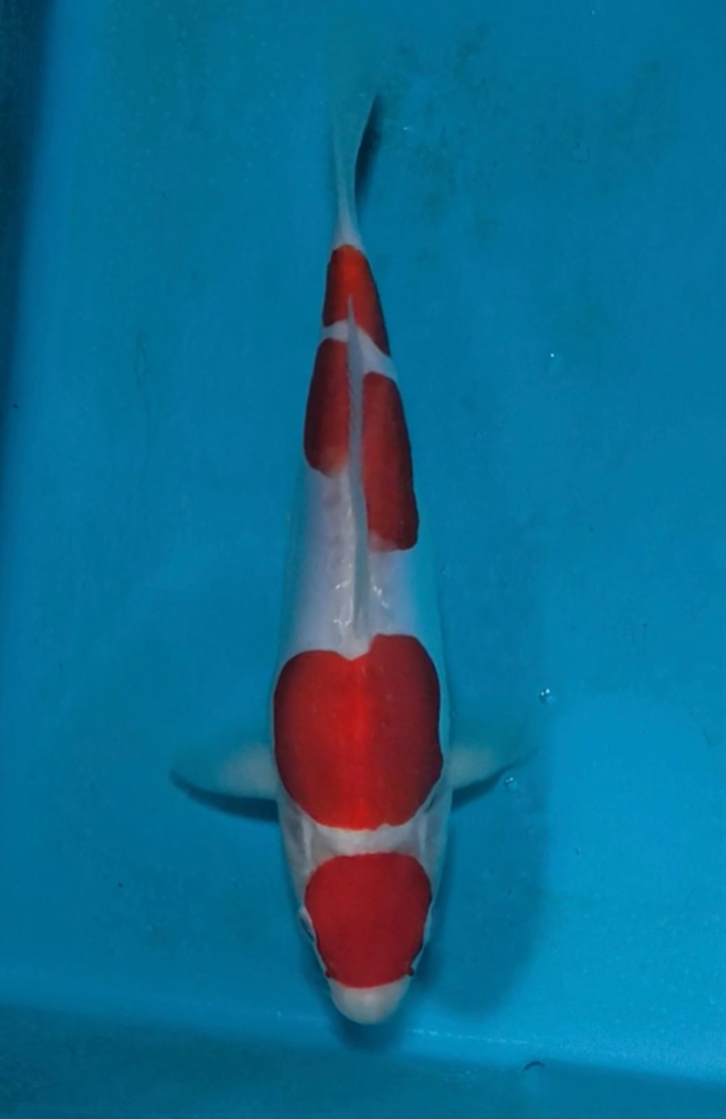 MARUTEN KOHAKU DOITSU YONDAN ORI 29cm