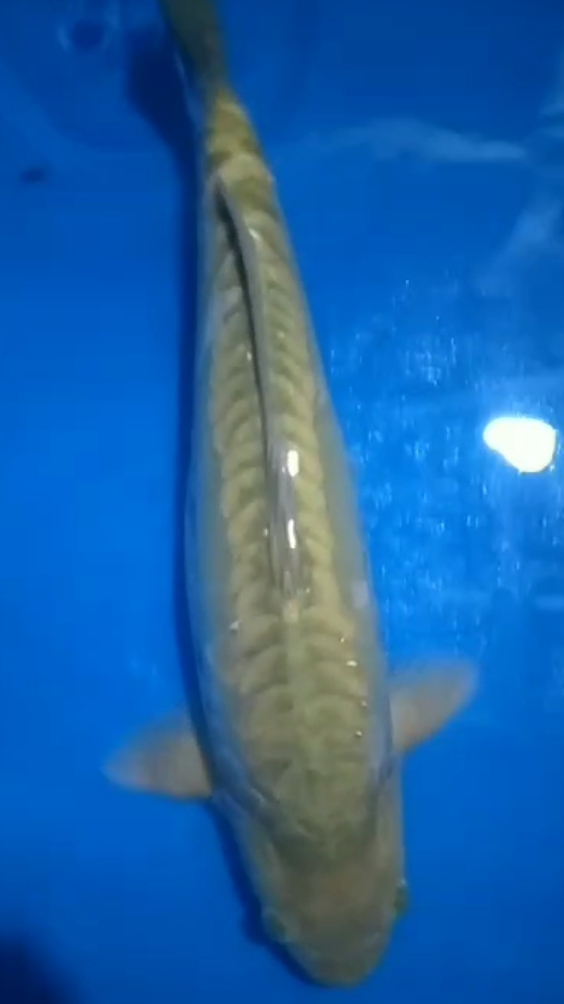 MIDORI ARAGOKERING RAPIKEPALAEKOR BESARBERPUNUKMALE 47cm