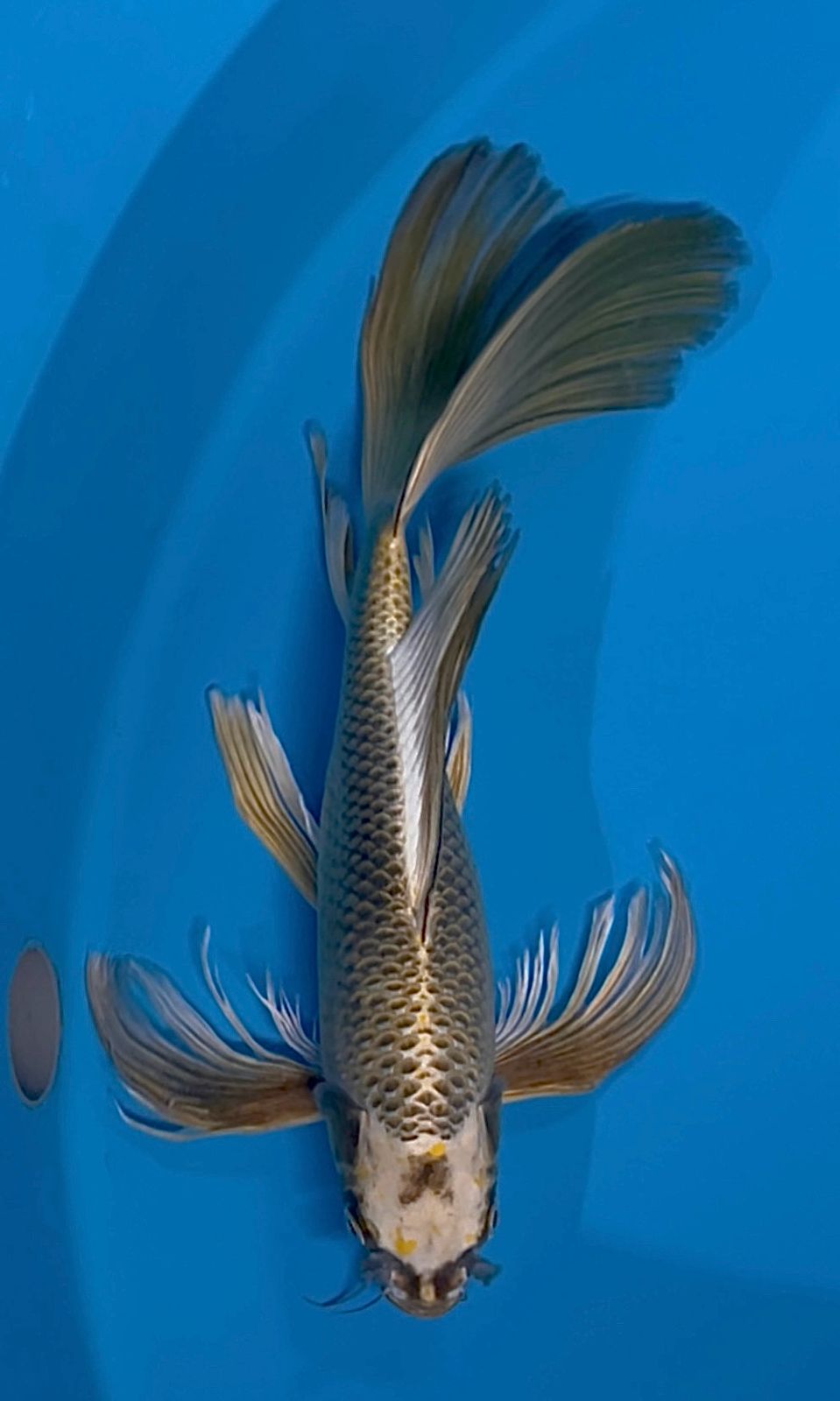KUMPAY MUKASI SILFER GOLD 43cm