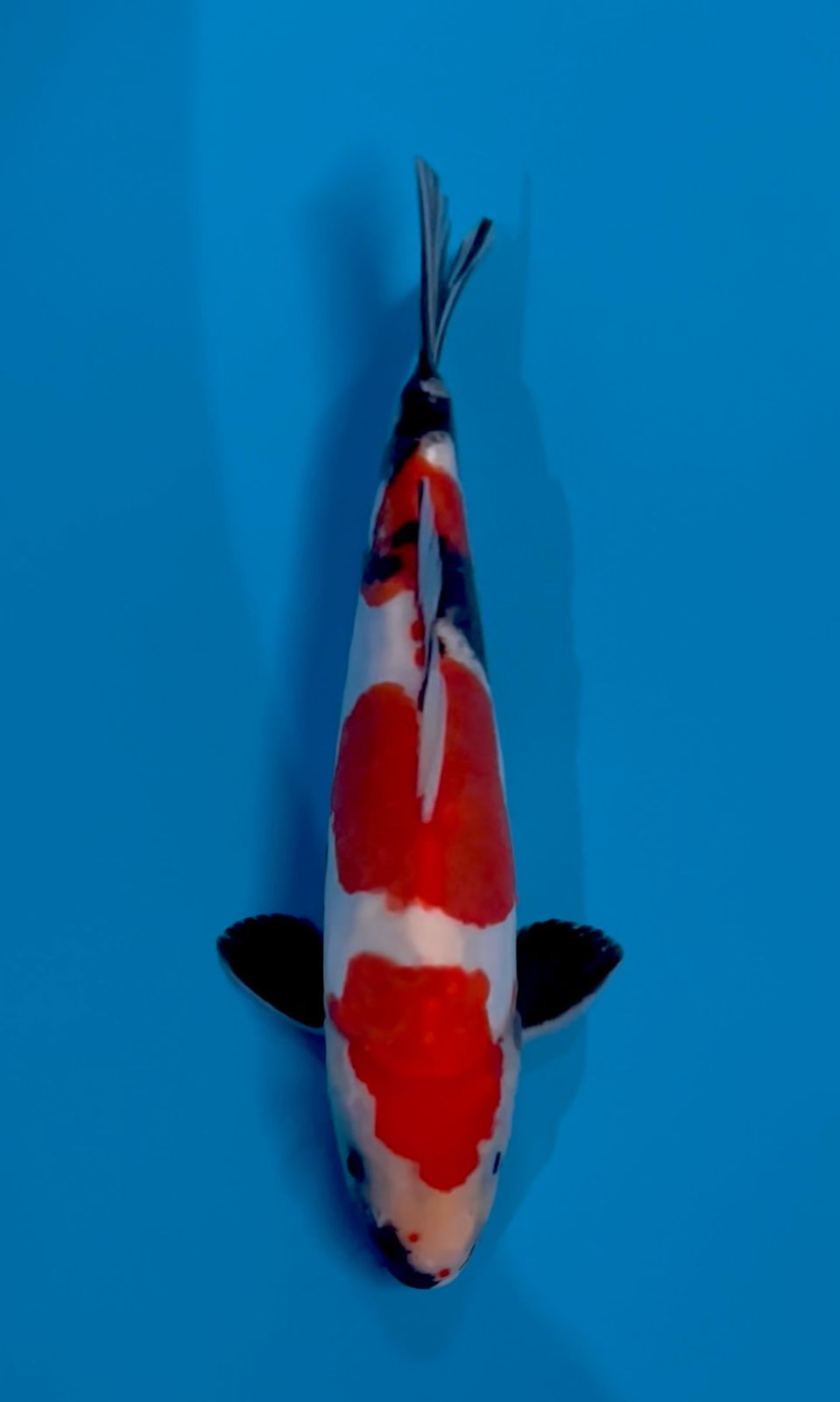 SHOWA DOITSU MURNI 30cm